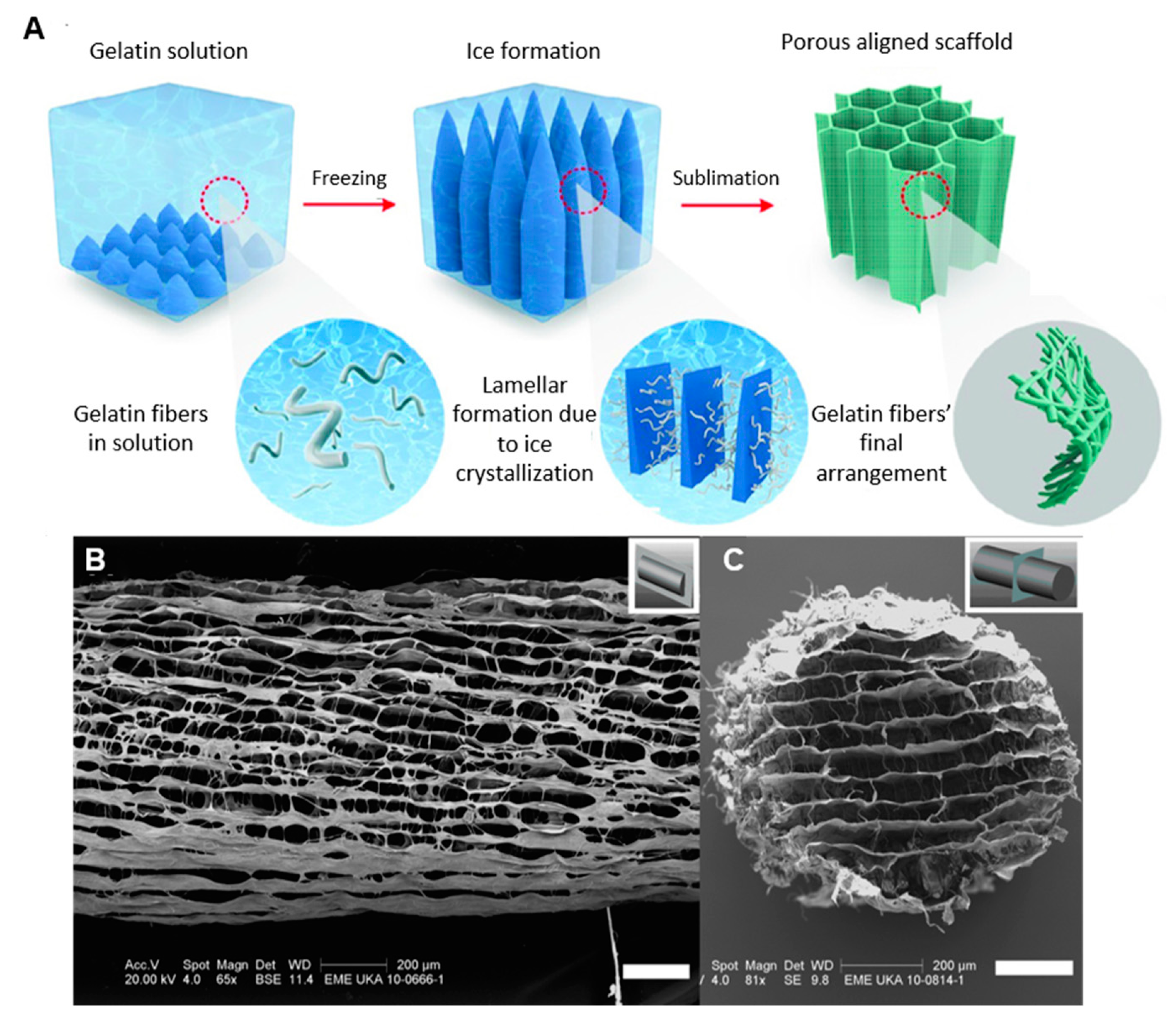 Preprints 75005 g004