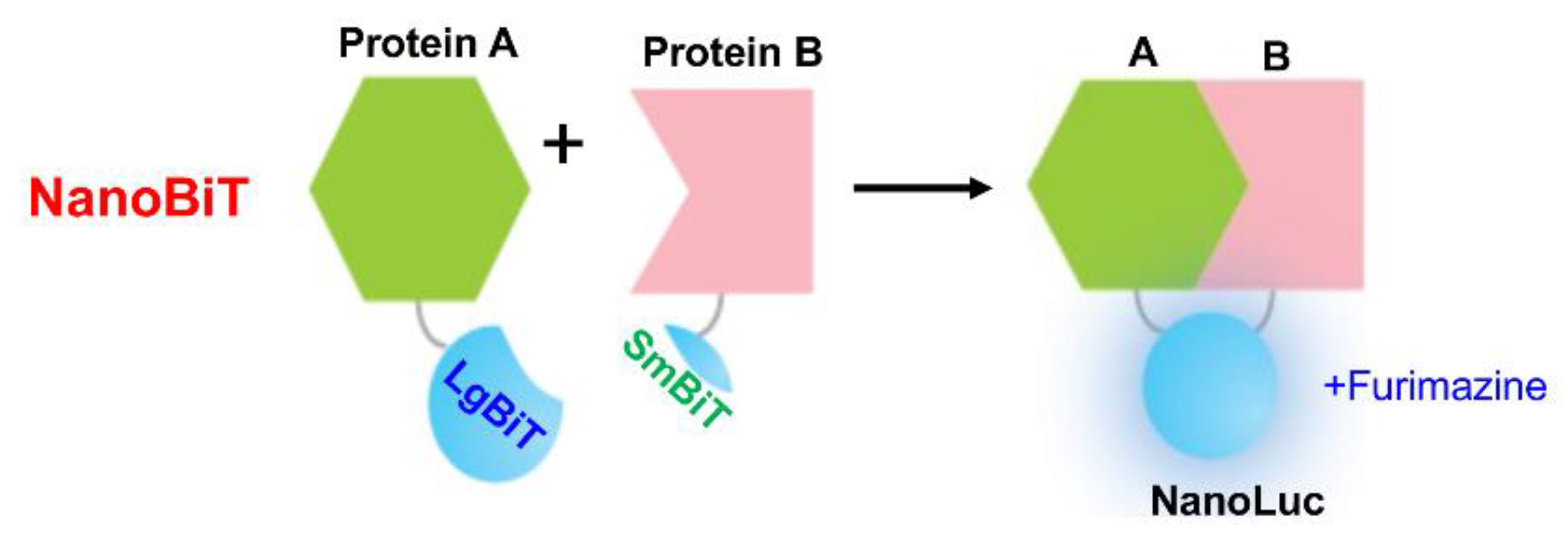 Preprints 122129 g006