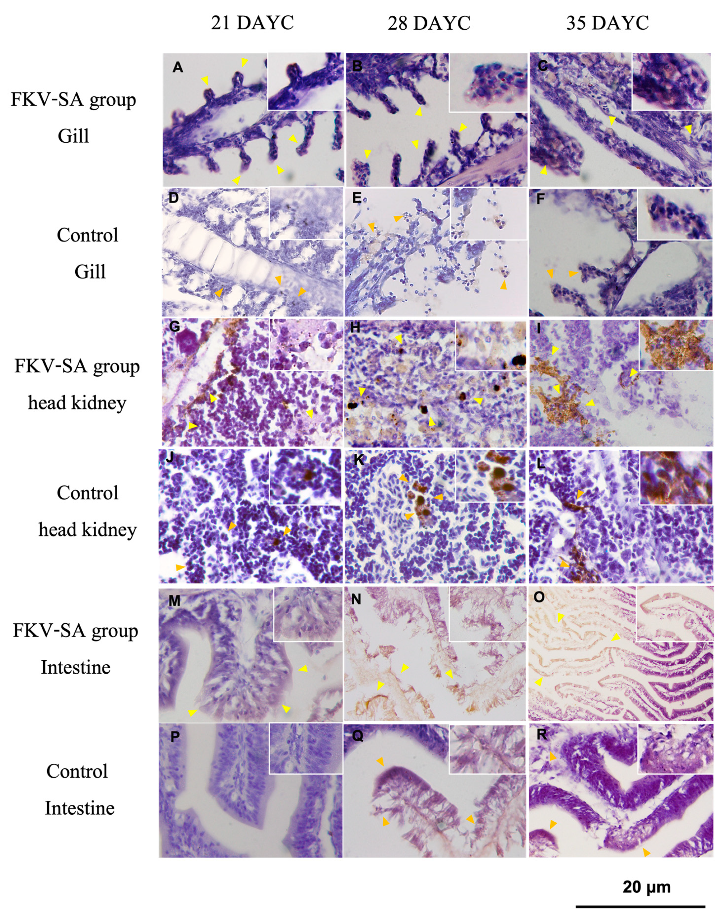 Preprints 86202 g005