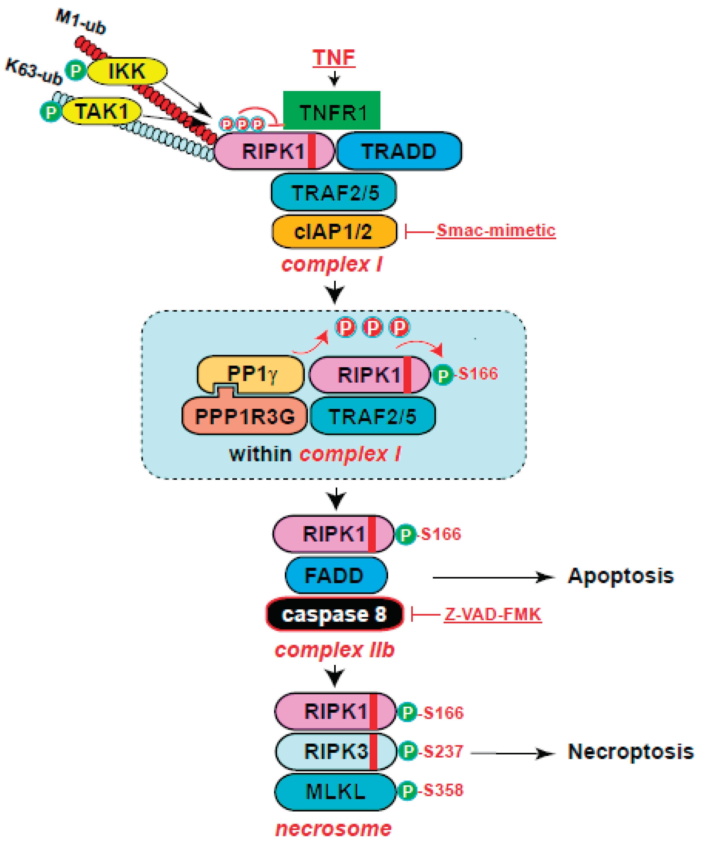 Preprints 103438 g004