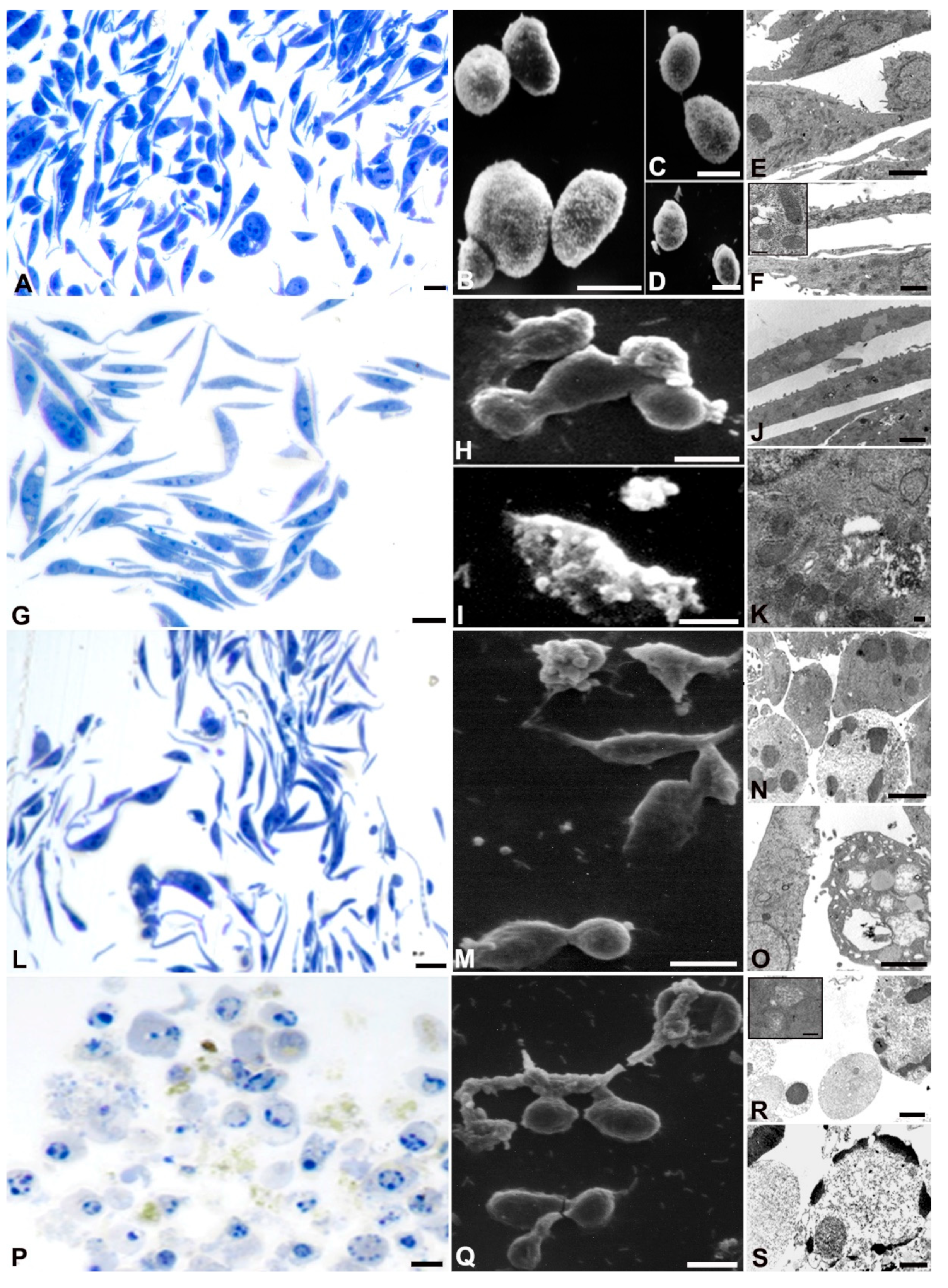 Preprints 88236 g003