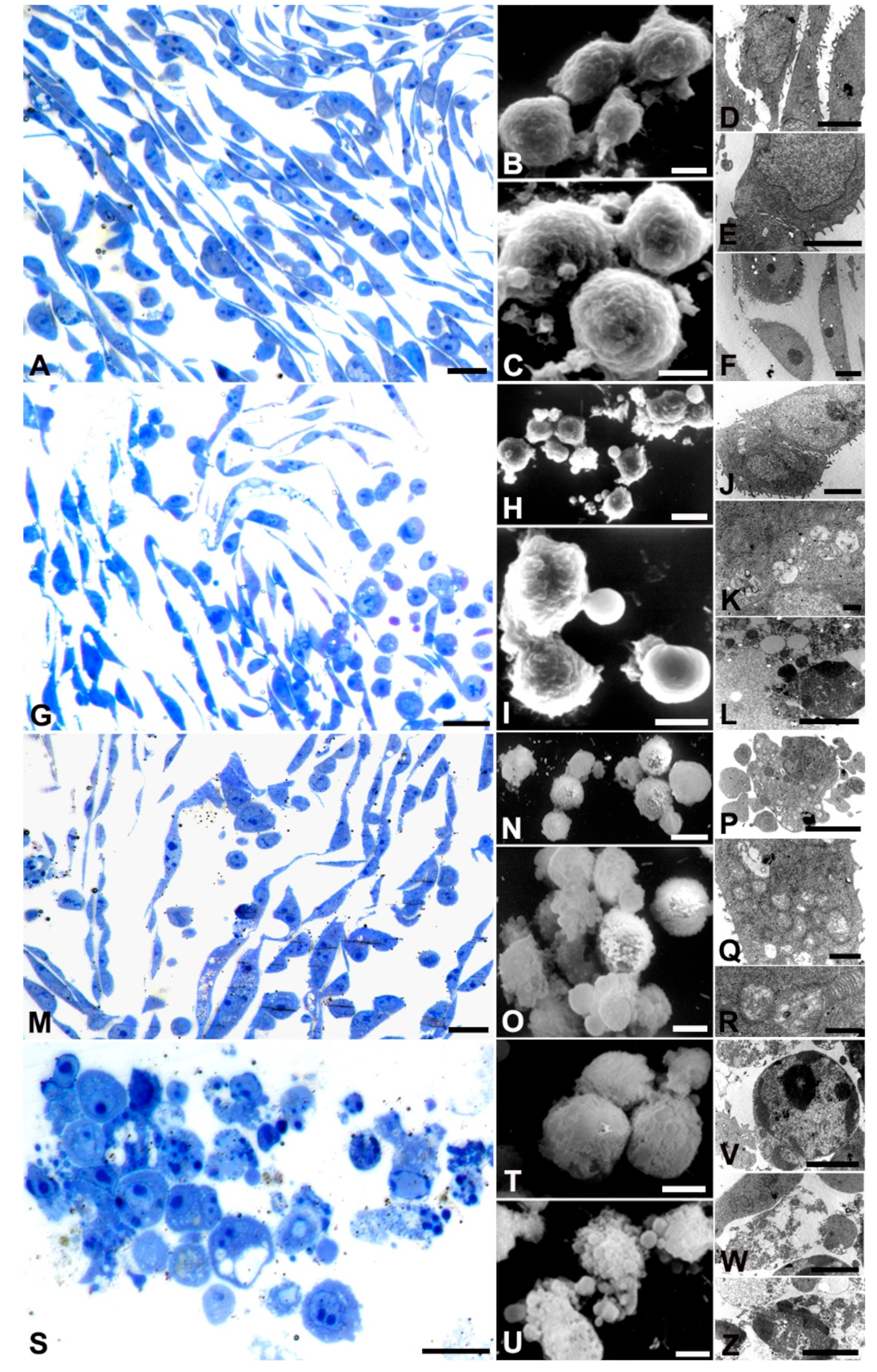 Preprints 88236 g004