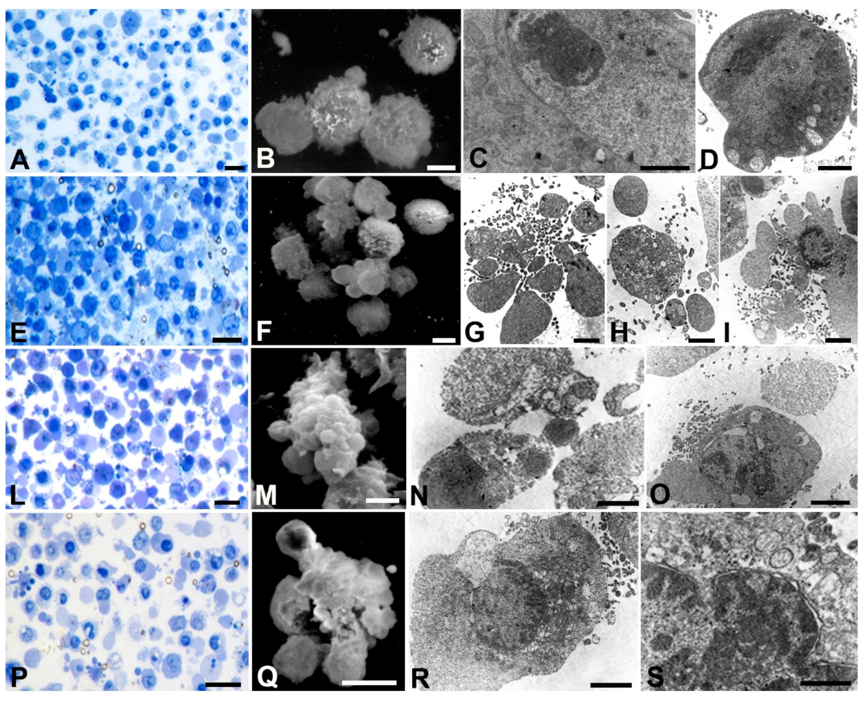 Preprints 88236 g005