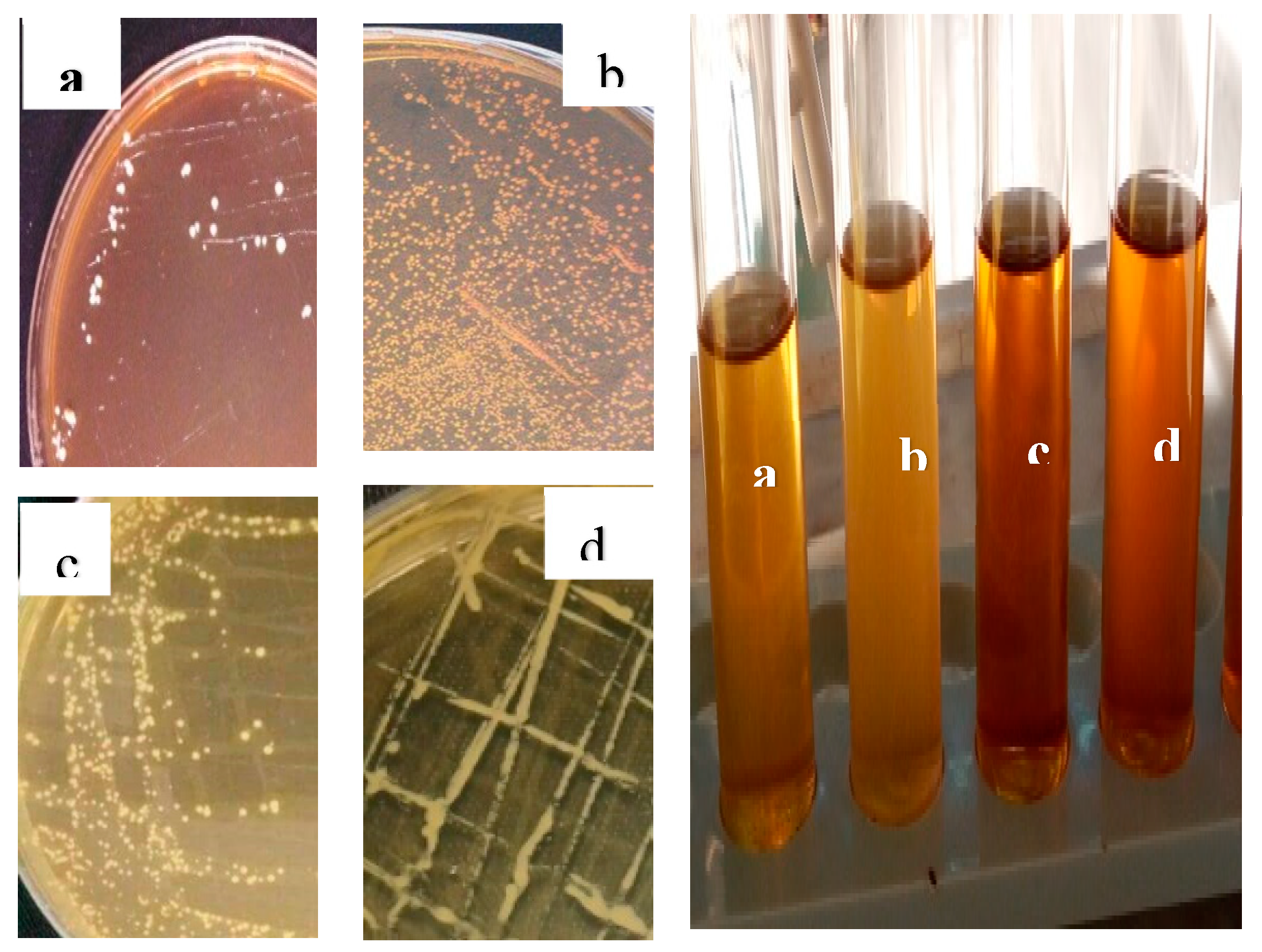 Preprints 73914 g003