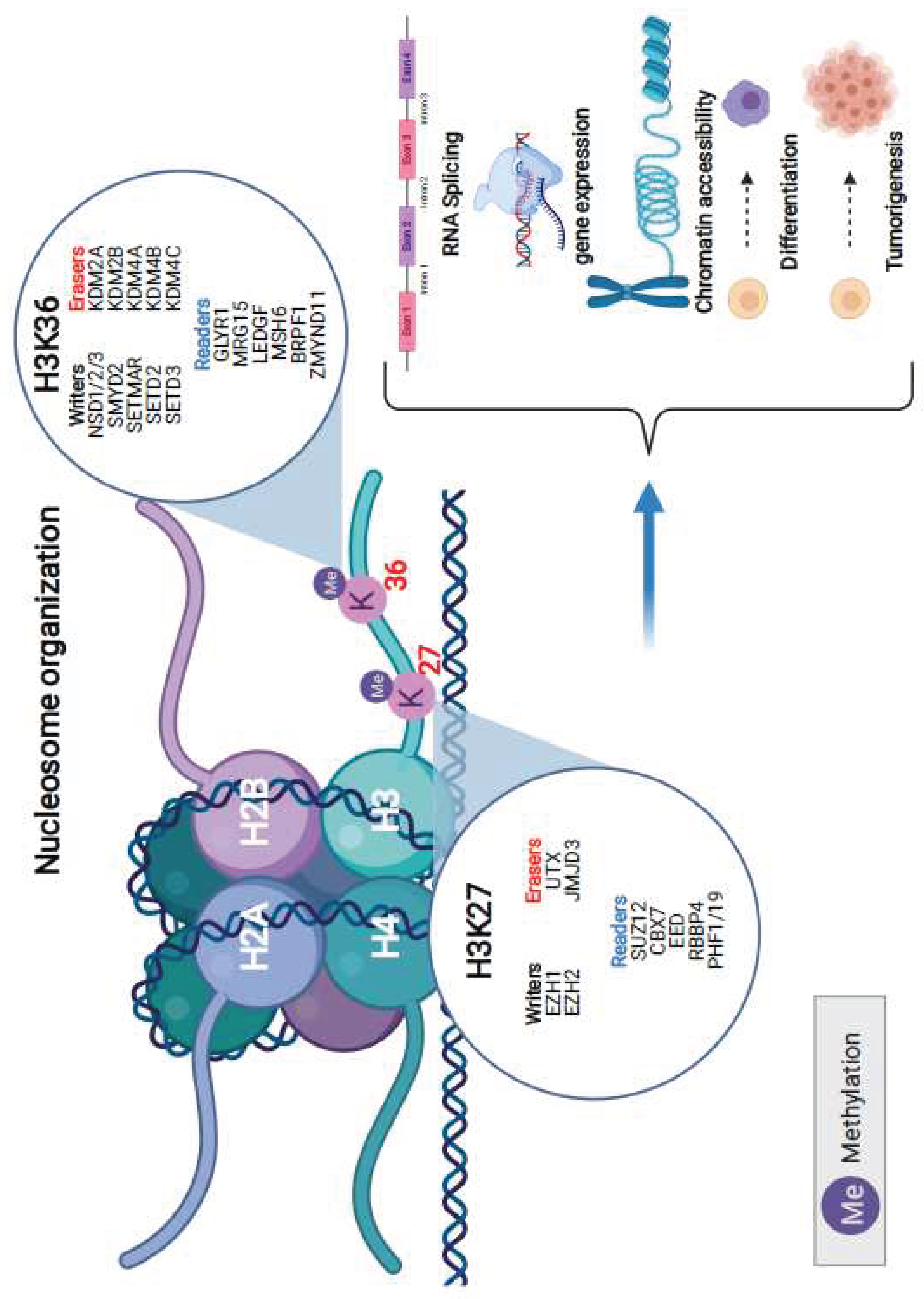 Preprints 86034 g001