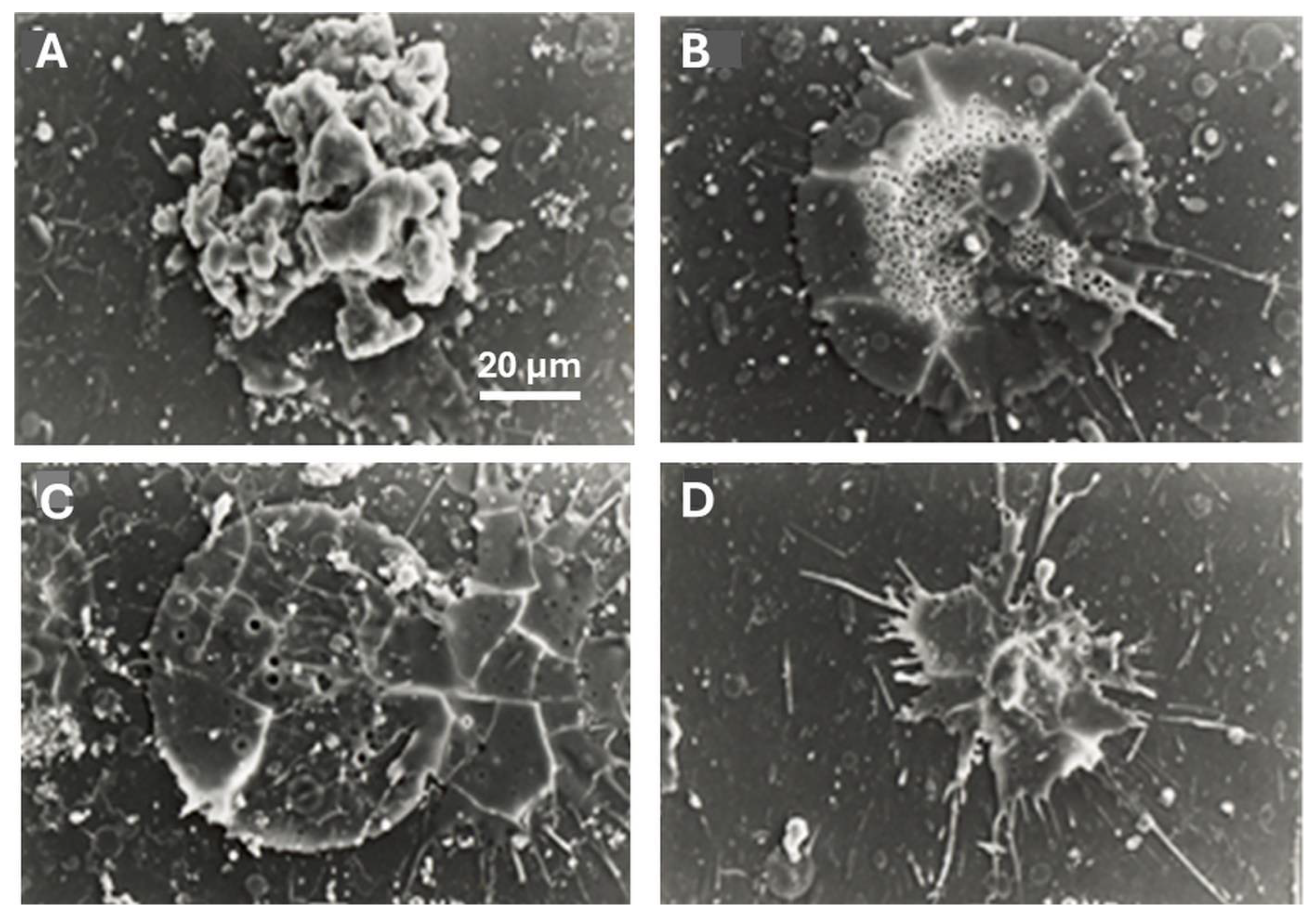 Preprints 107189 g006