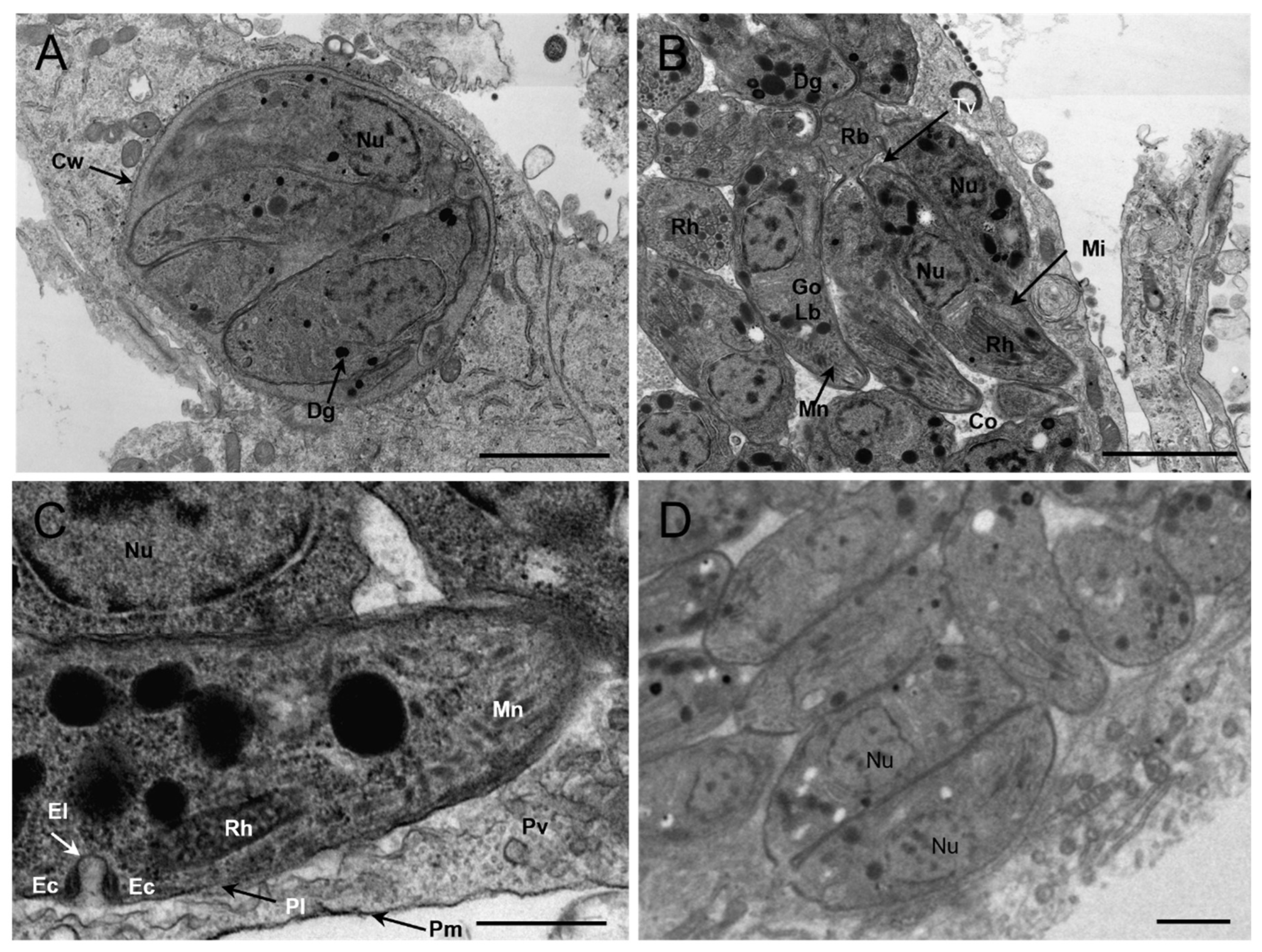 Preprints 85880 g003