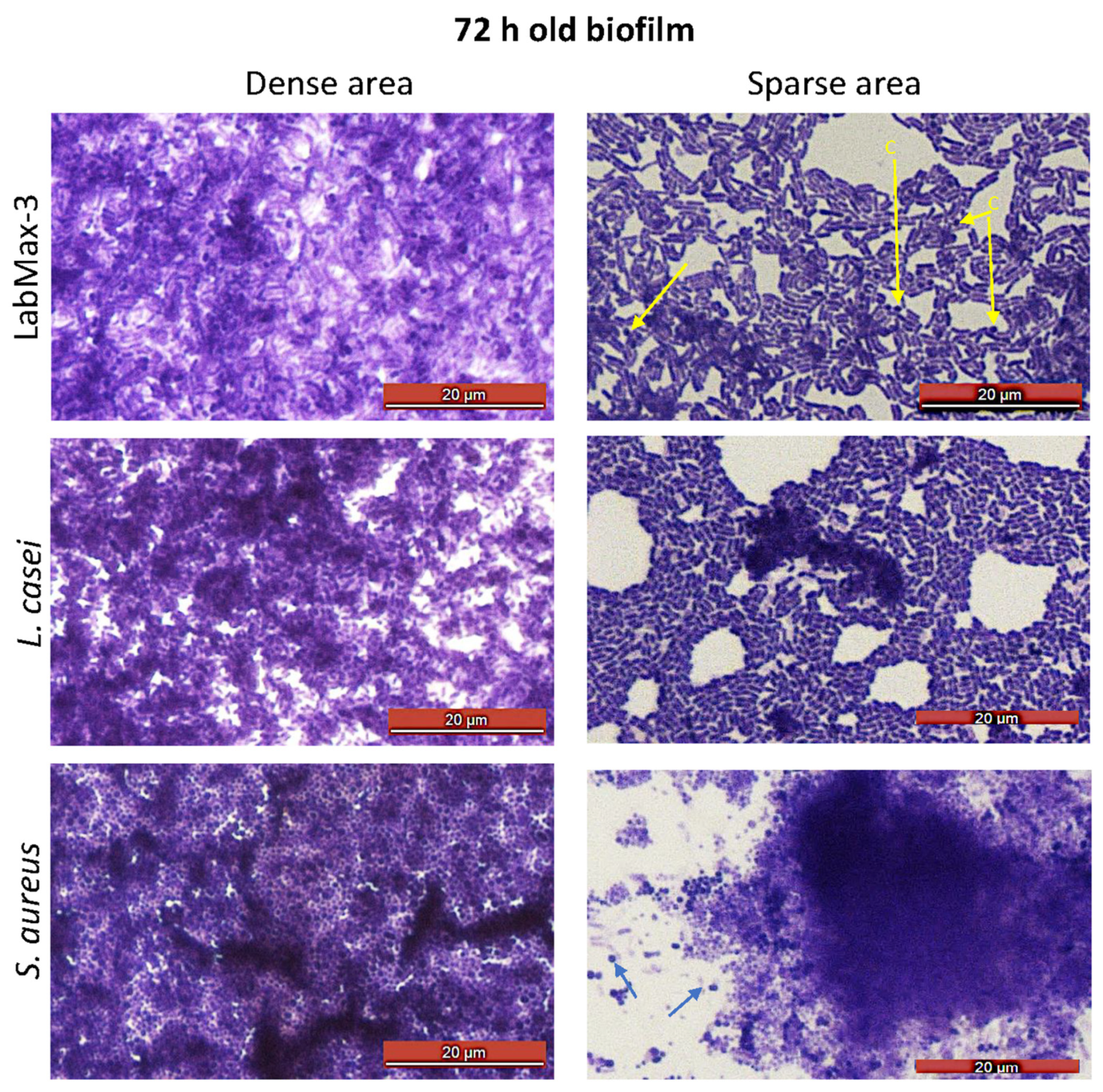 Preprints 117850 g004