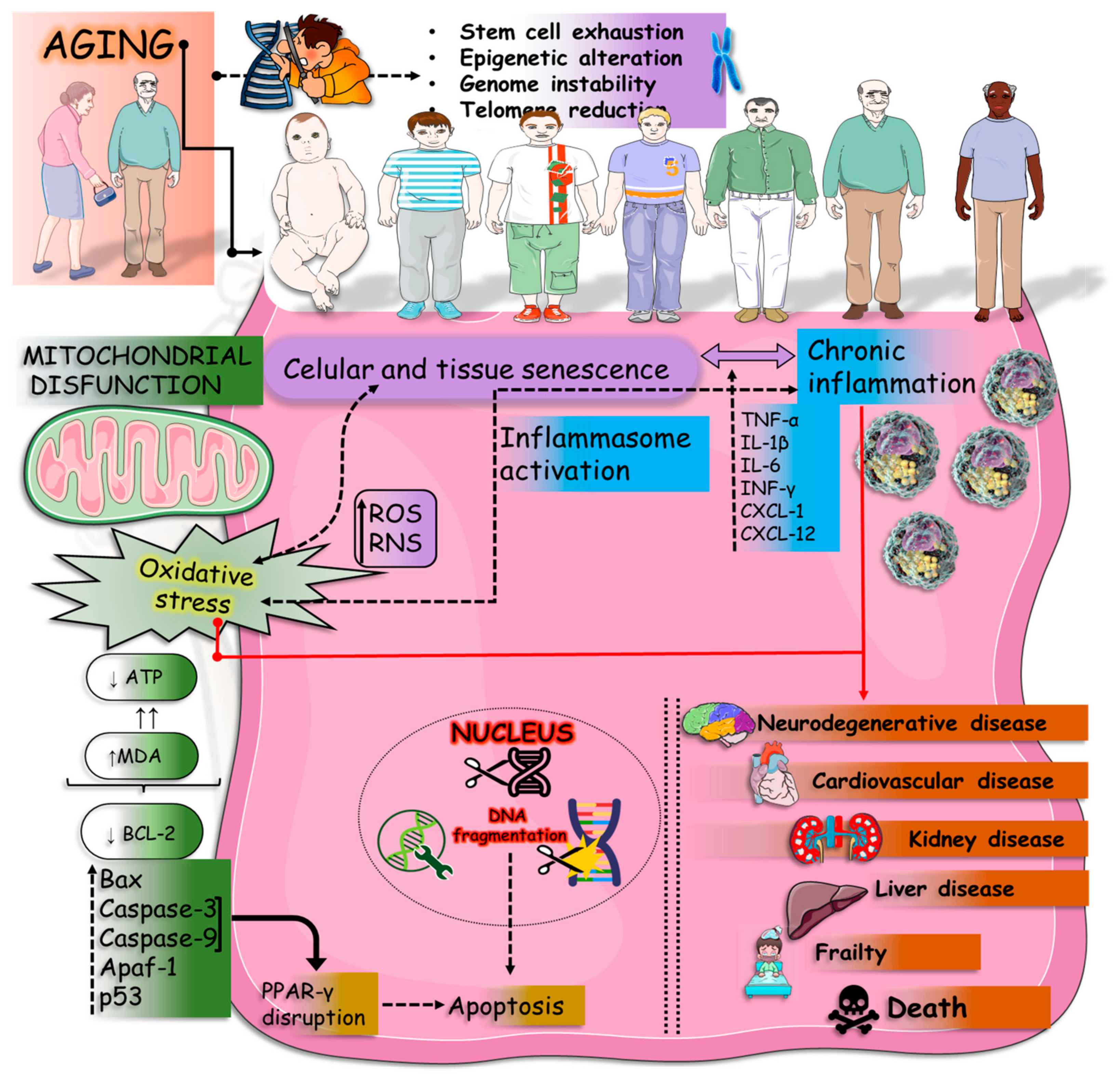 Preprints 112008 g003