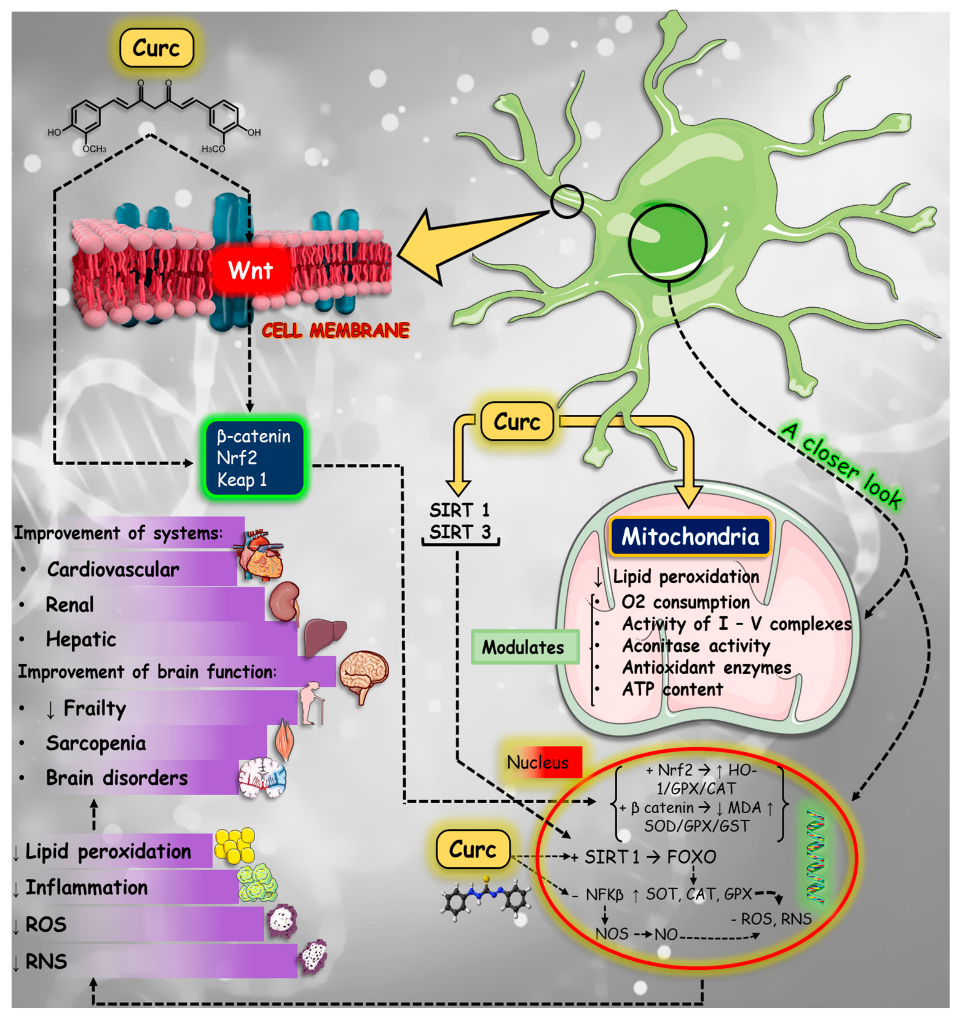 Preprints 112008 g005