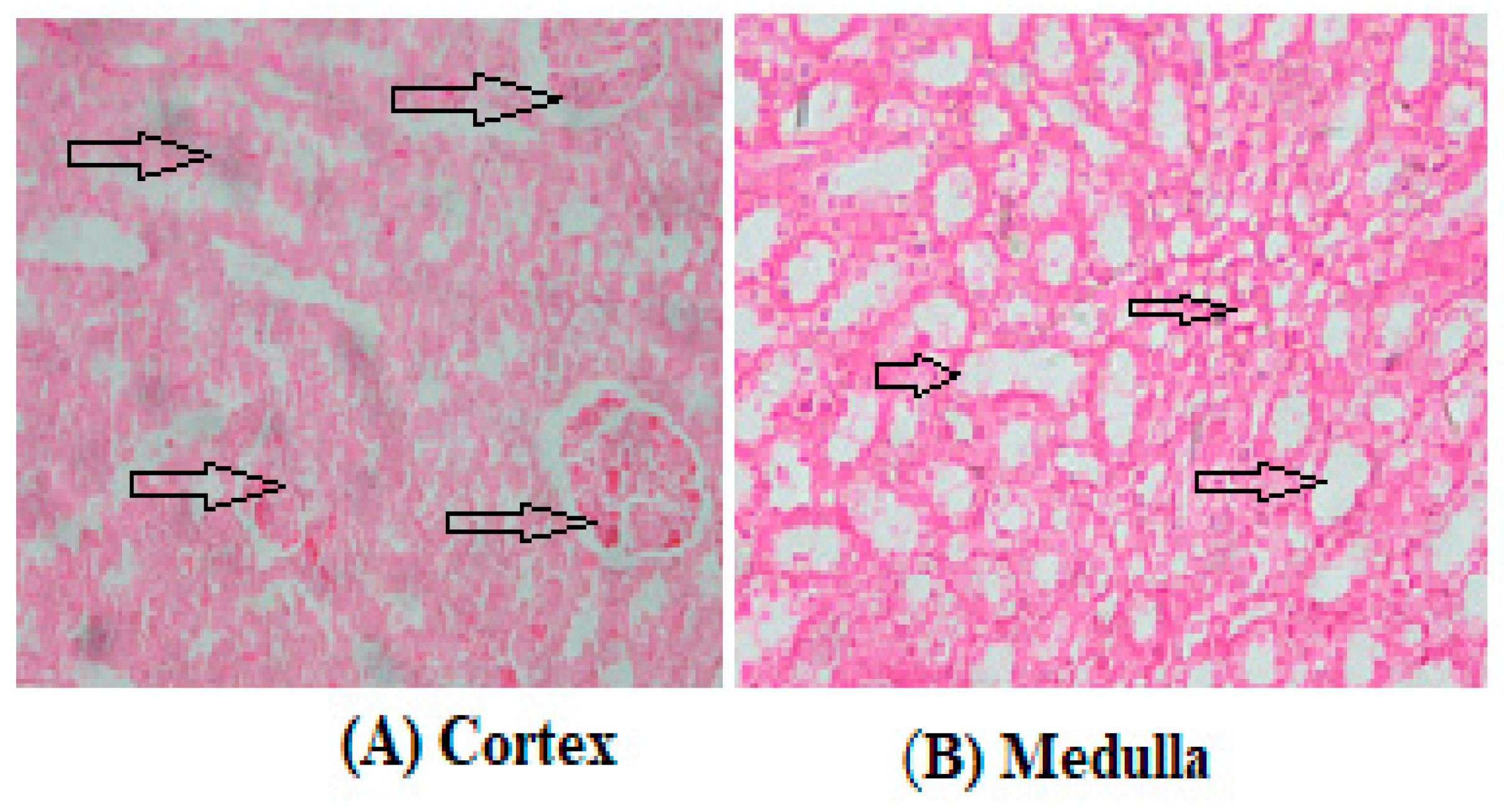 Preprints 92313 g010