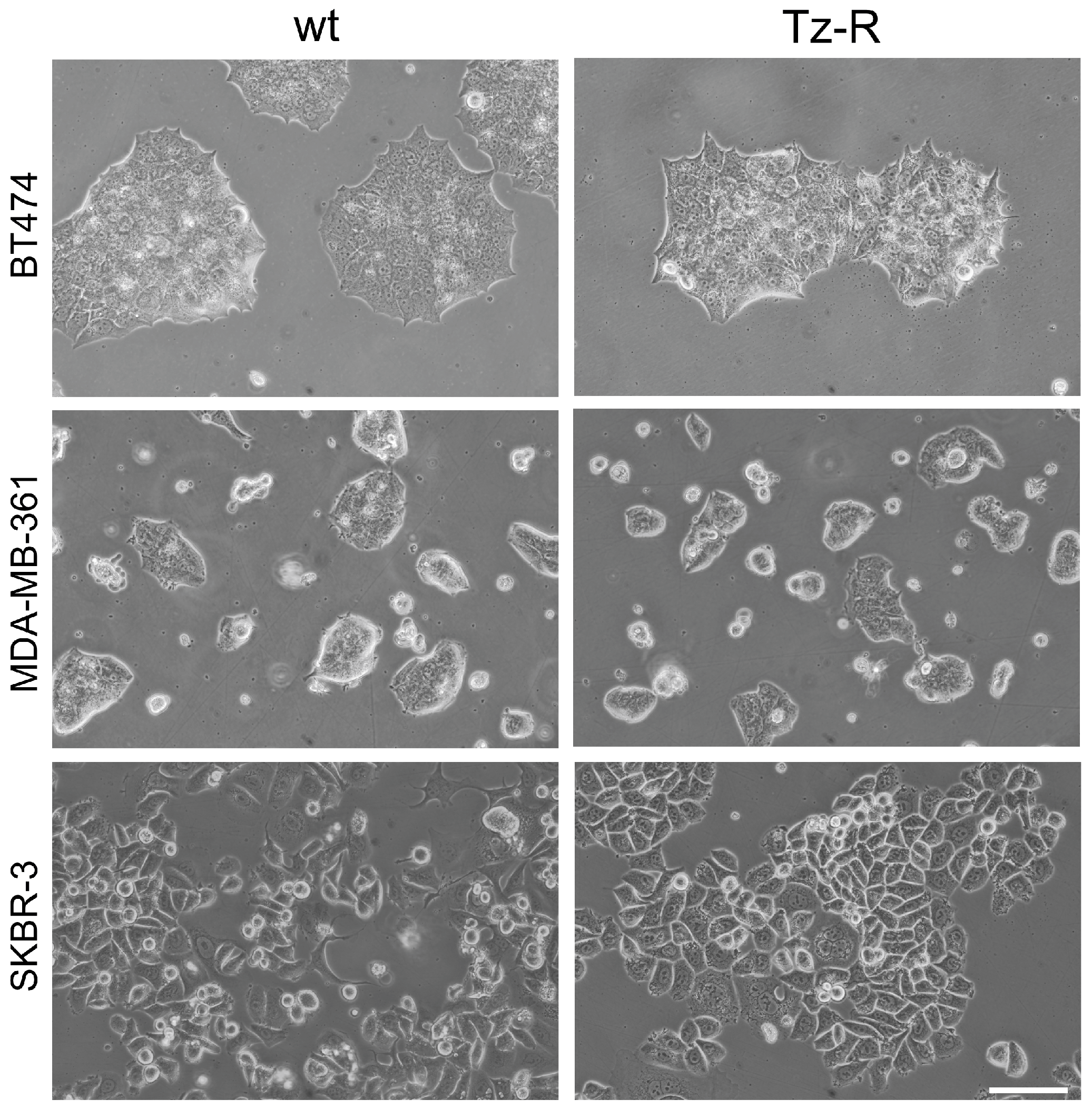 Preprints 70395 g002