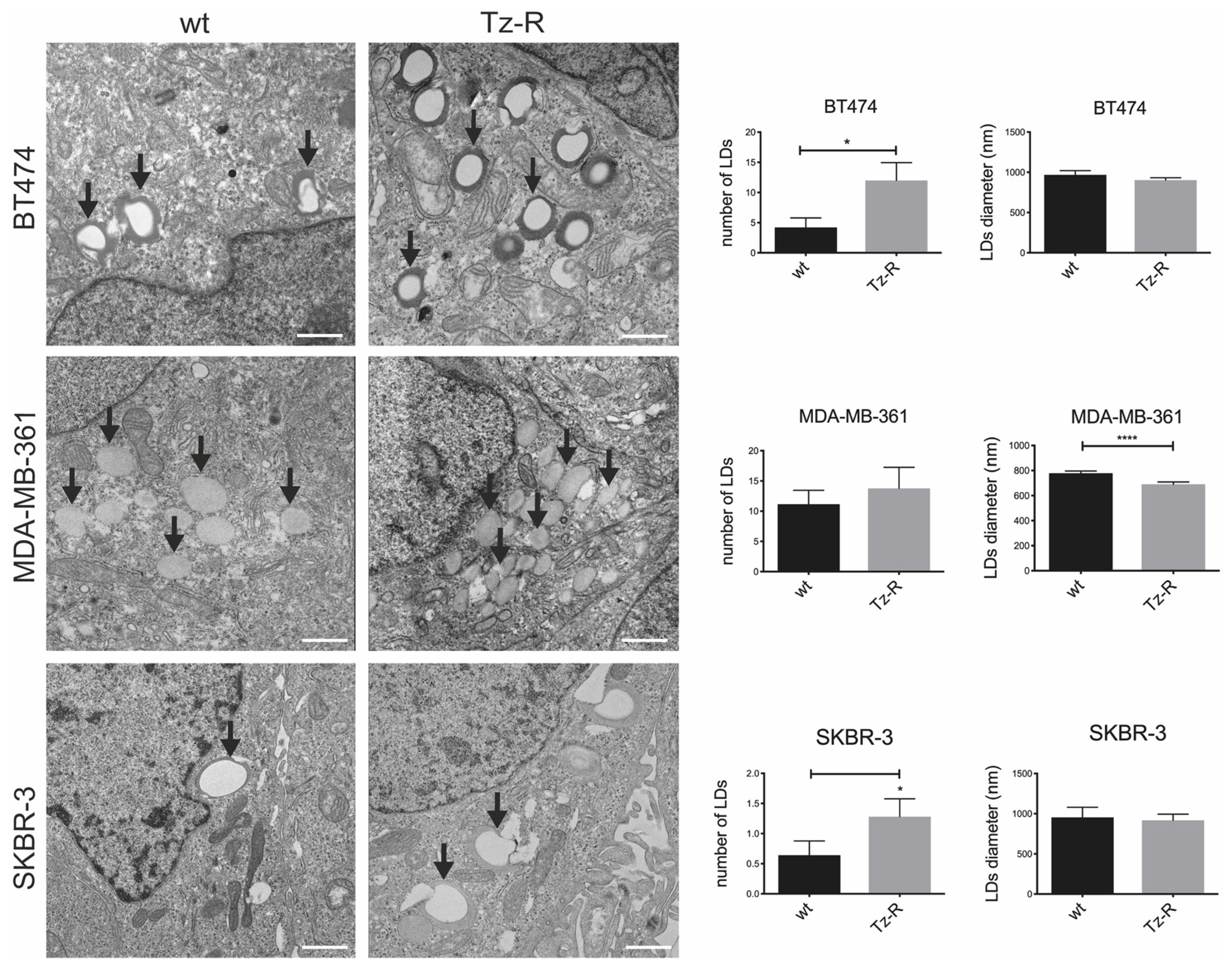 Preprints 70395 g008