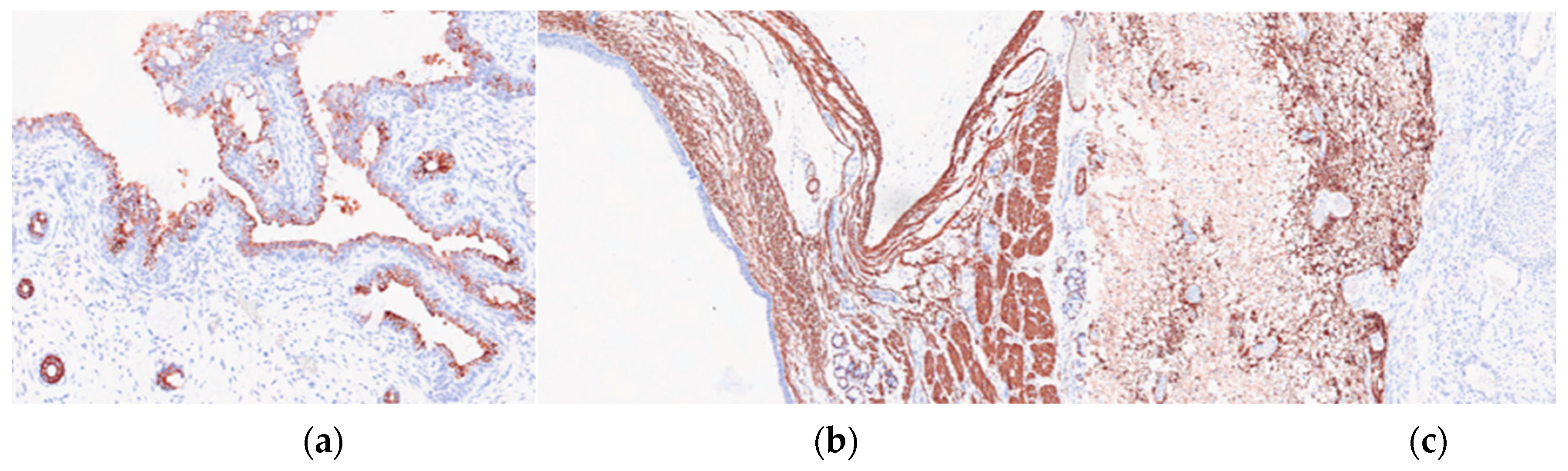 Preprints 84651 g004