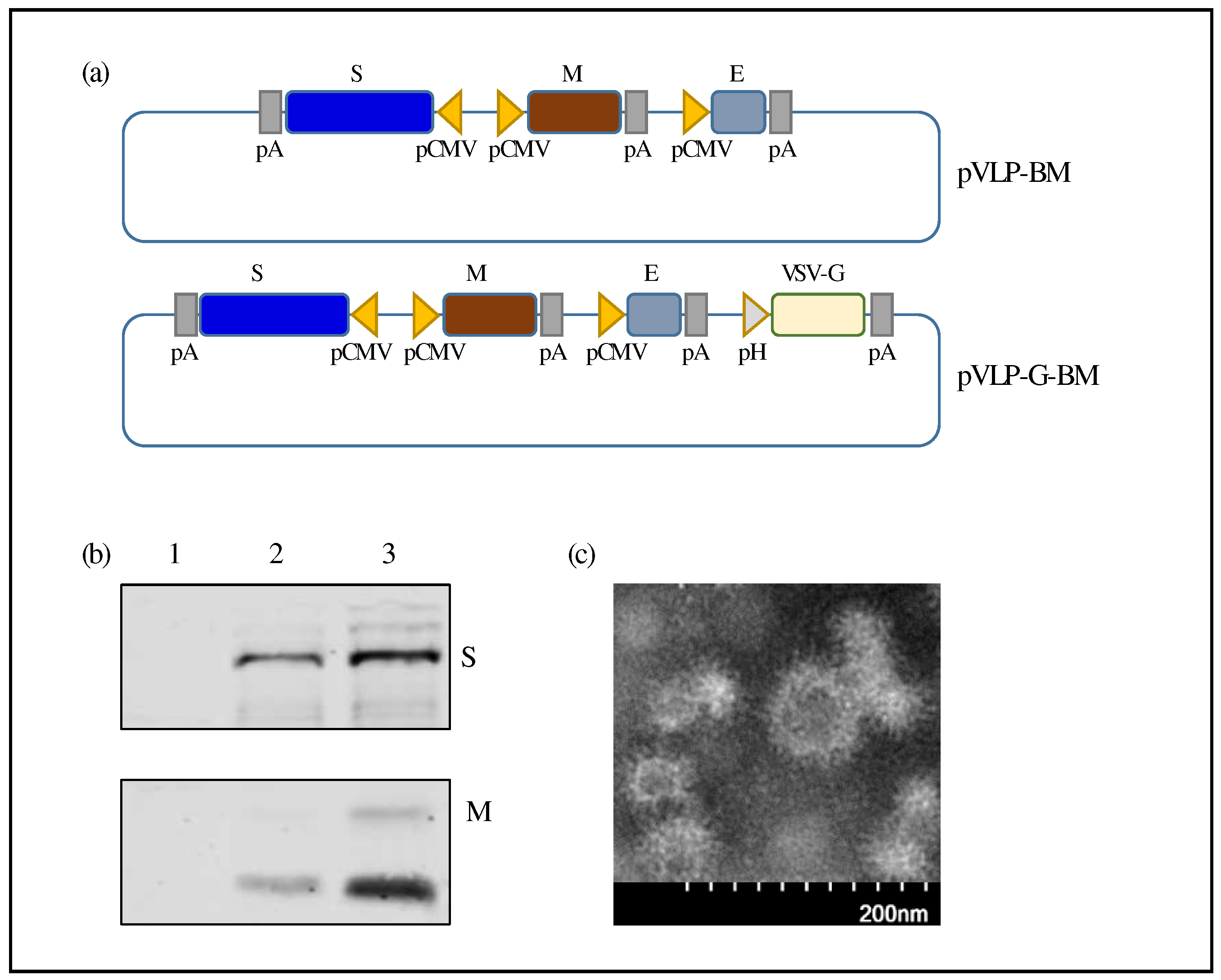 Preprints 93752 g002