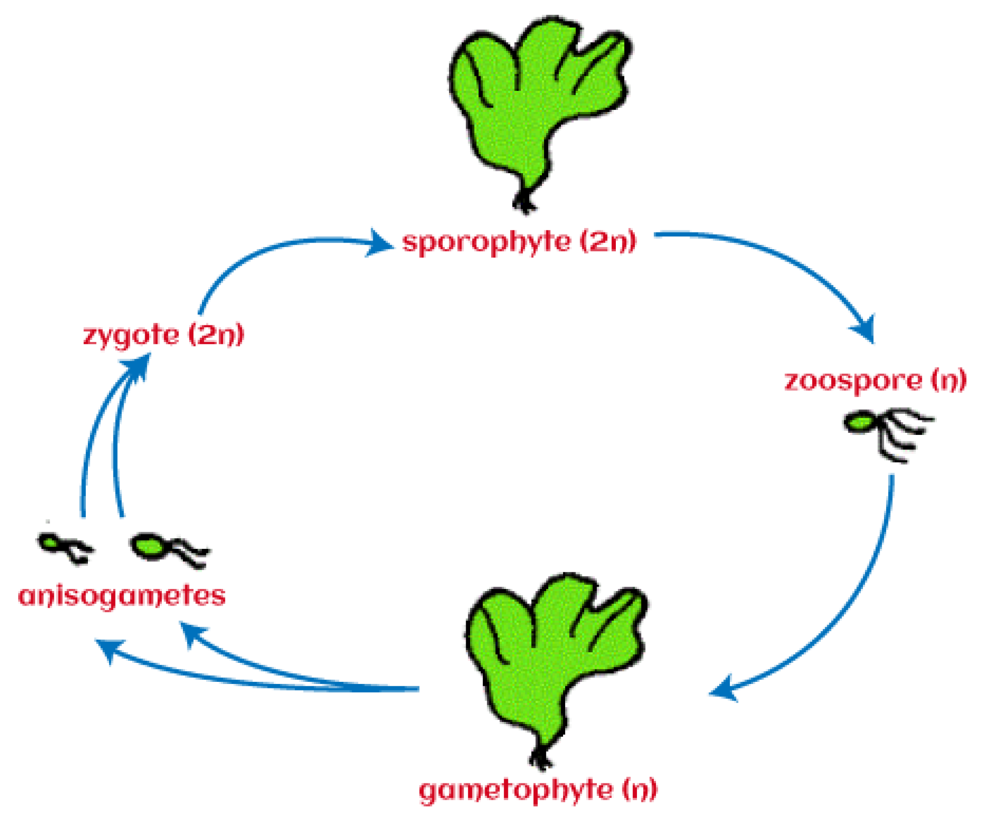 Preprints 115670 g001