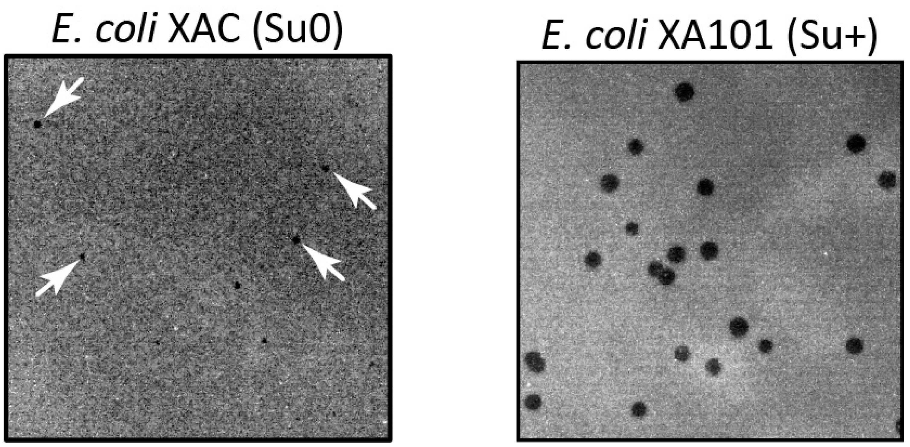 Preprints 93357 g001