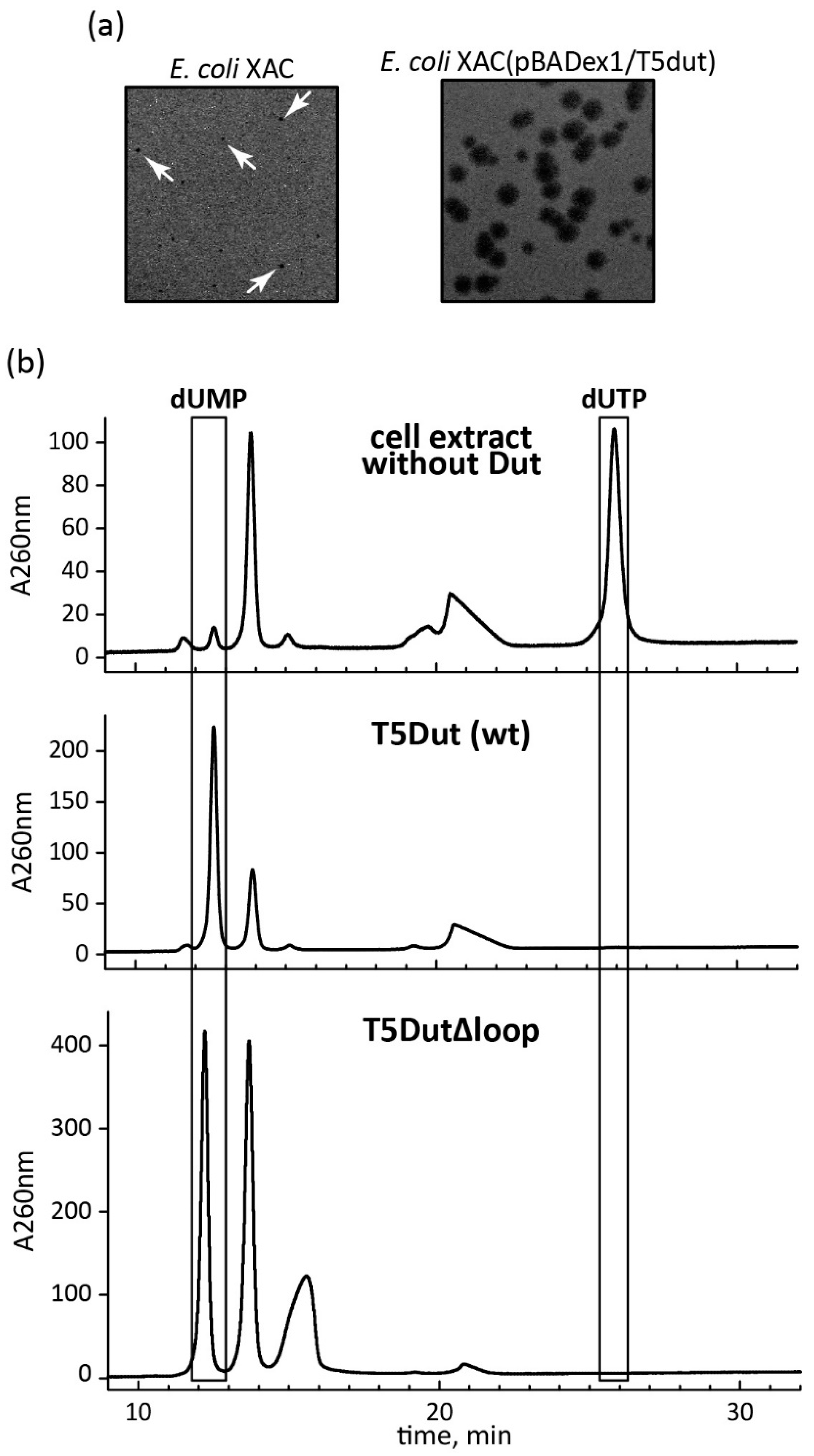 Preprints 93357 g004