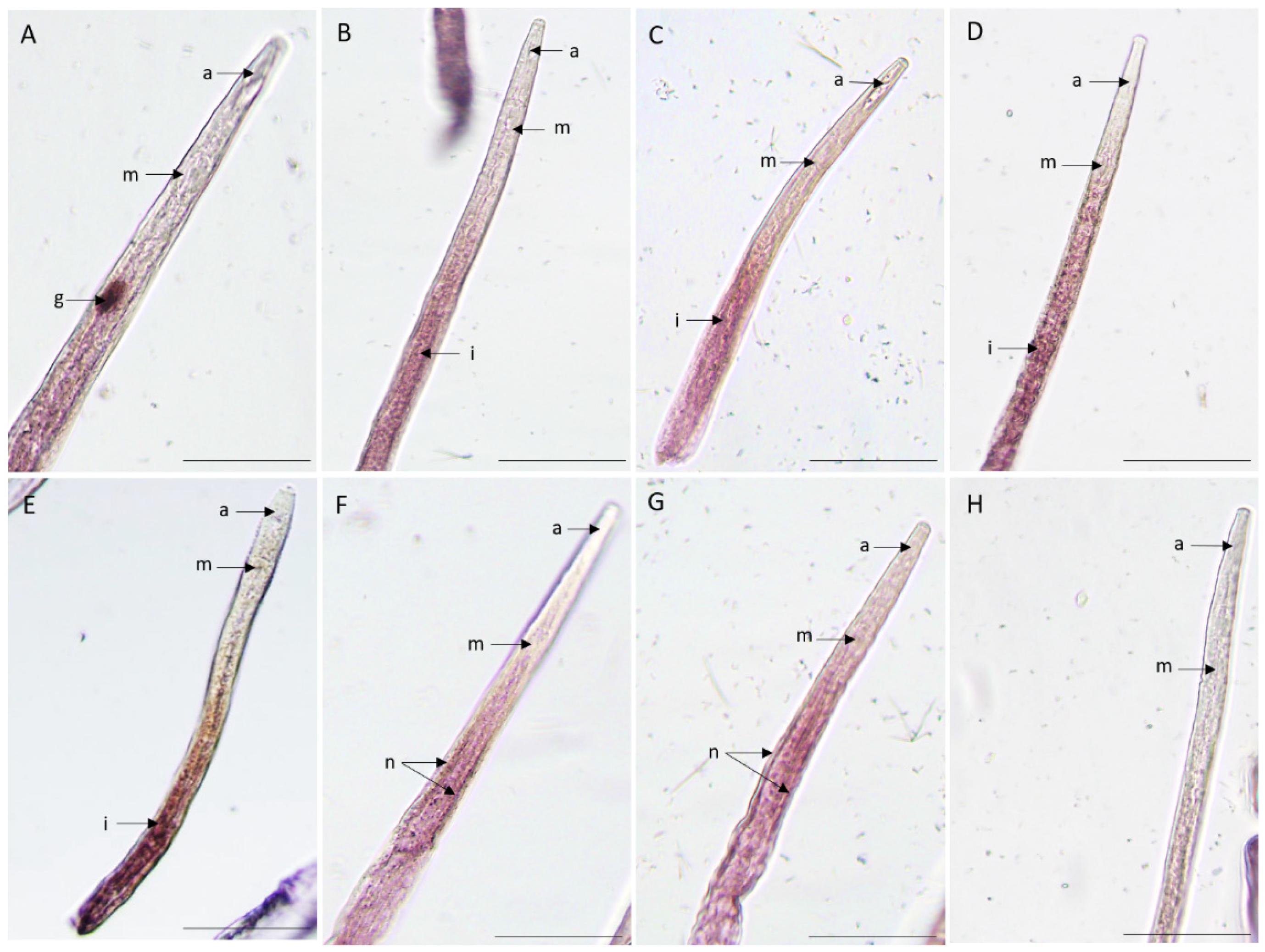 Preprints 92425 g004