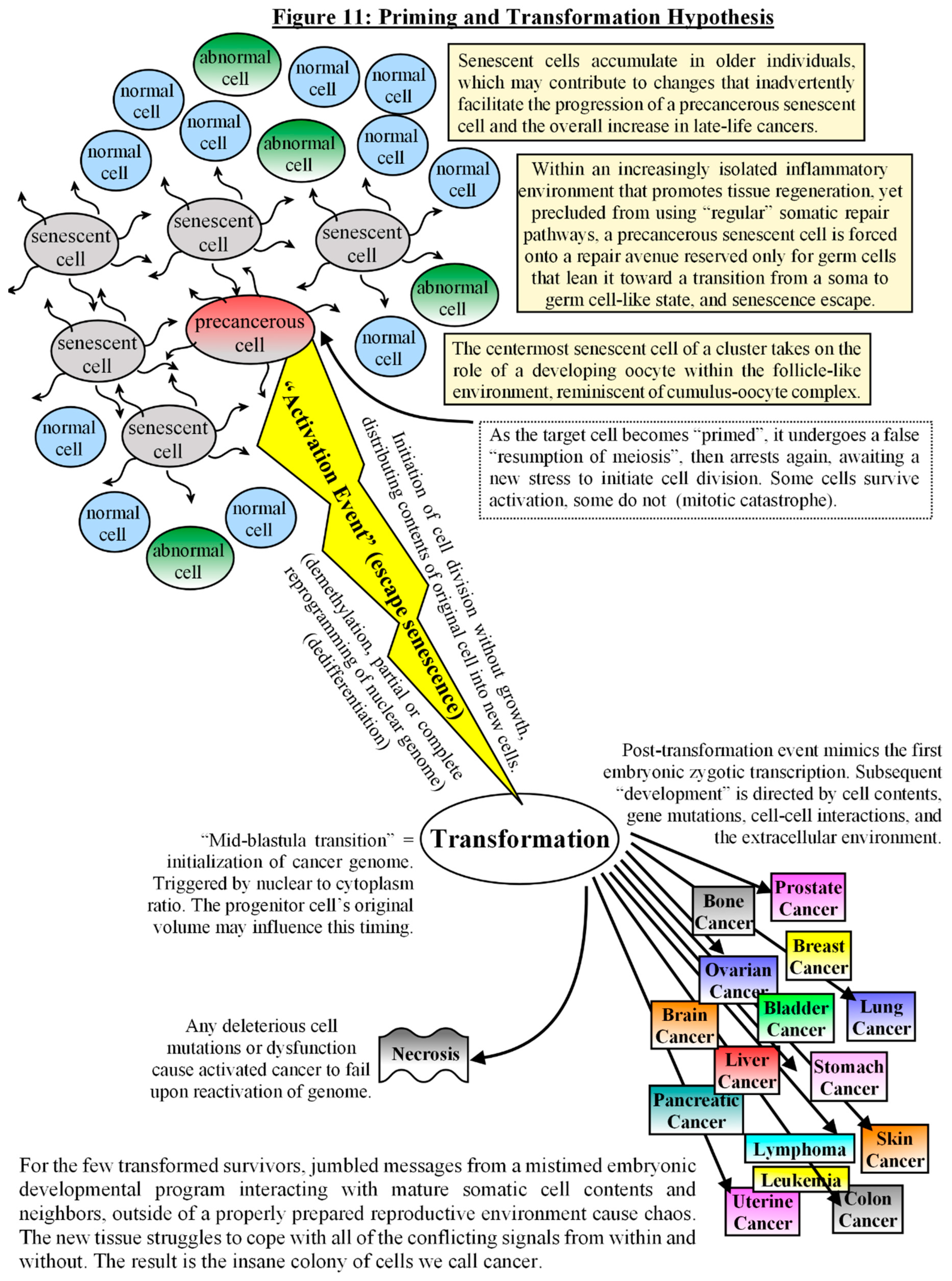 Preprints 115532 g011