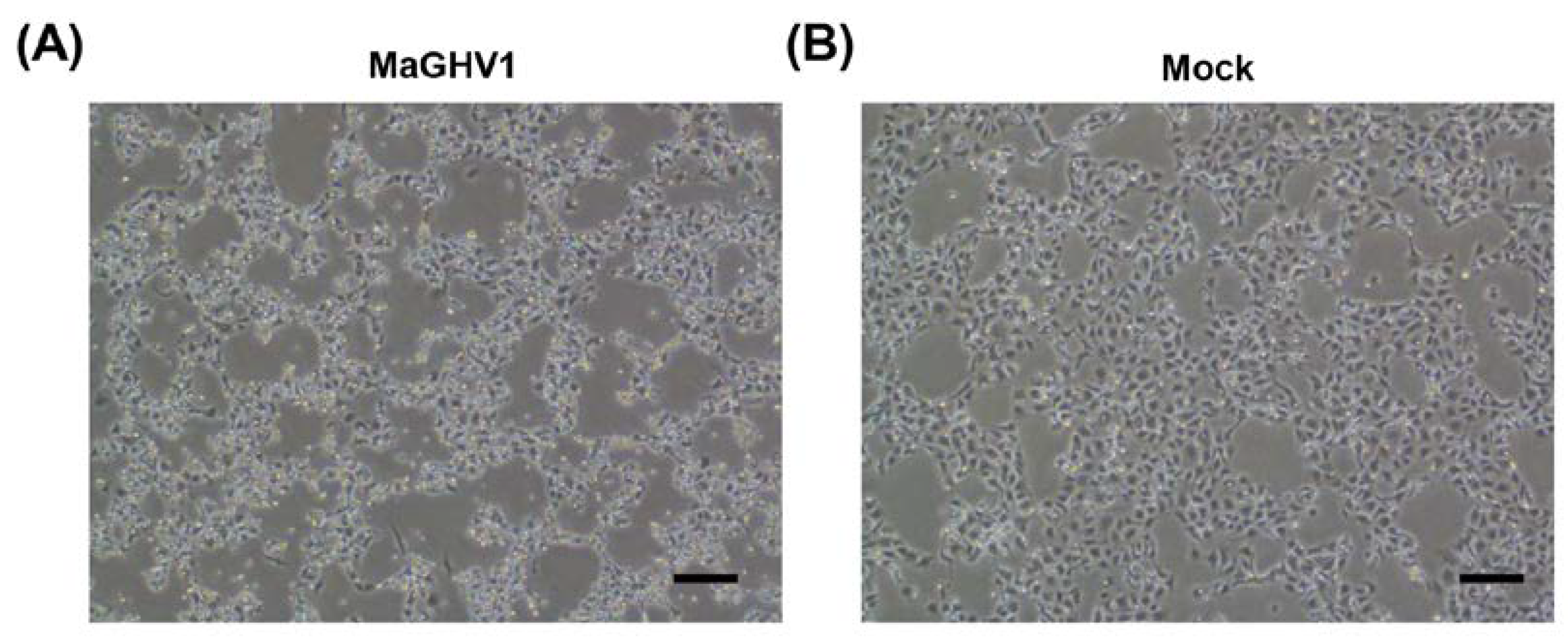 Preprints 74465 g002