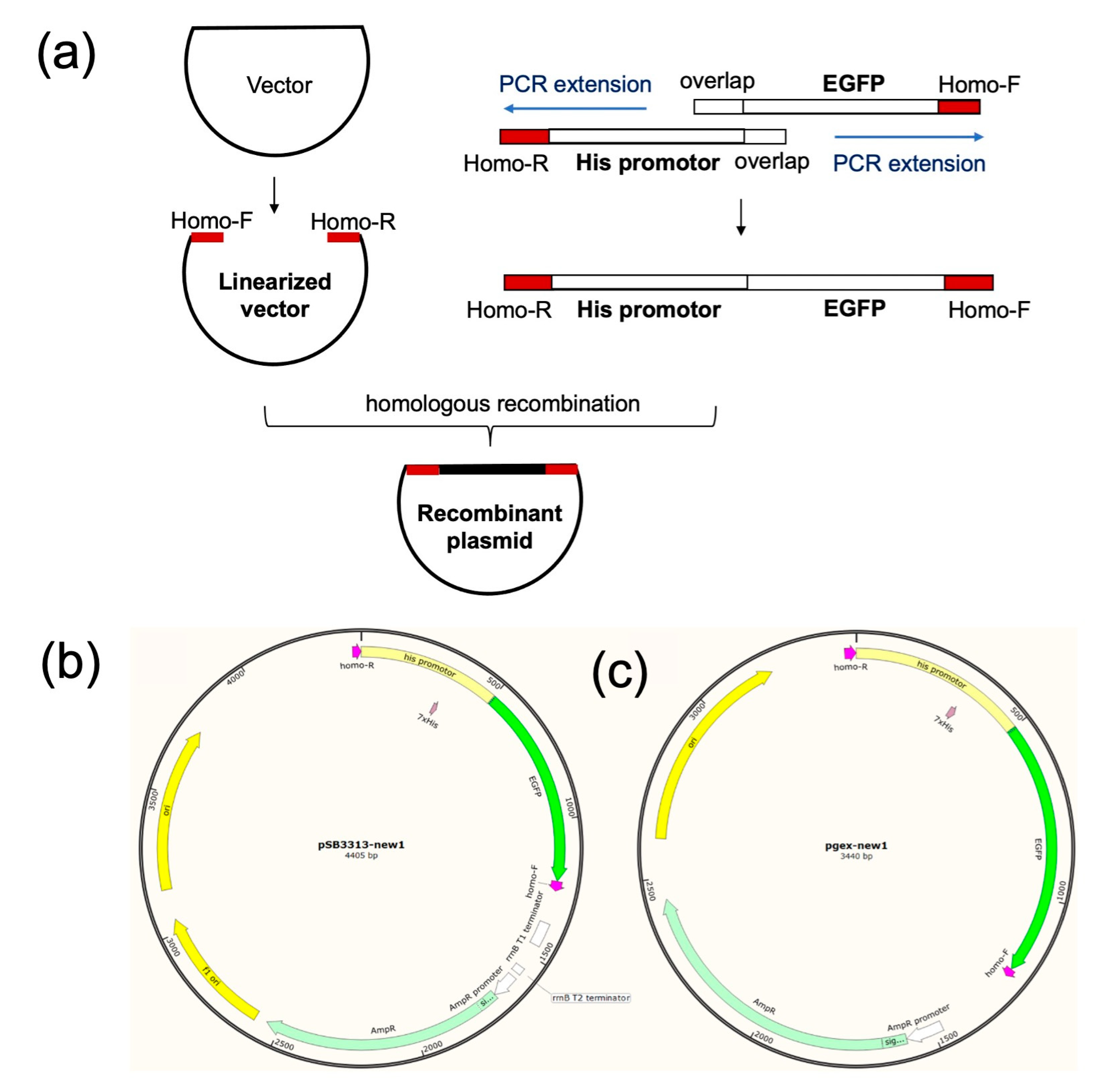 Preprints 81783 g002