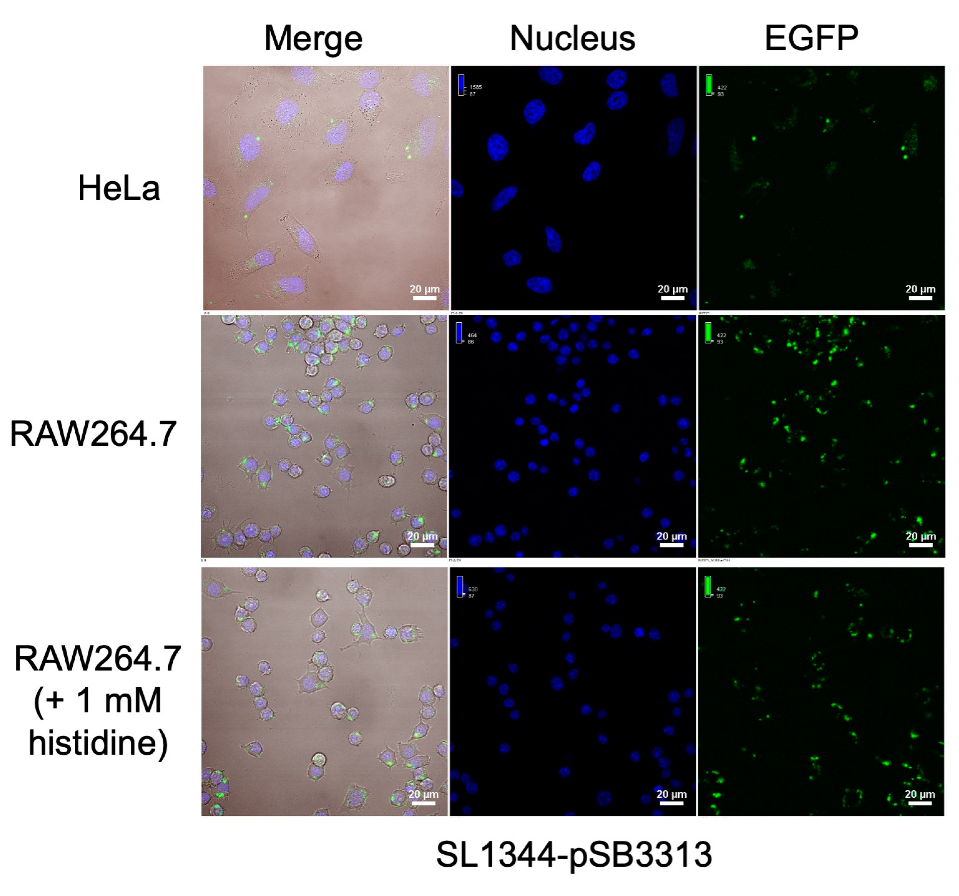 Preprints 81783 g007