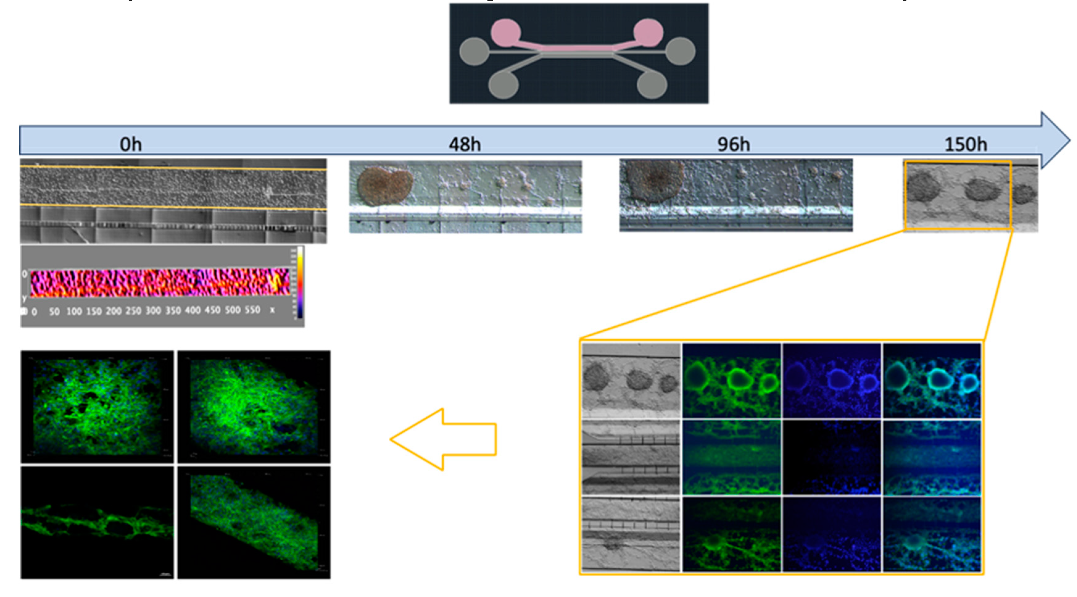 Preprints 95709 g008