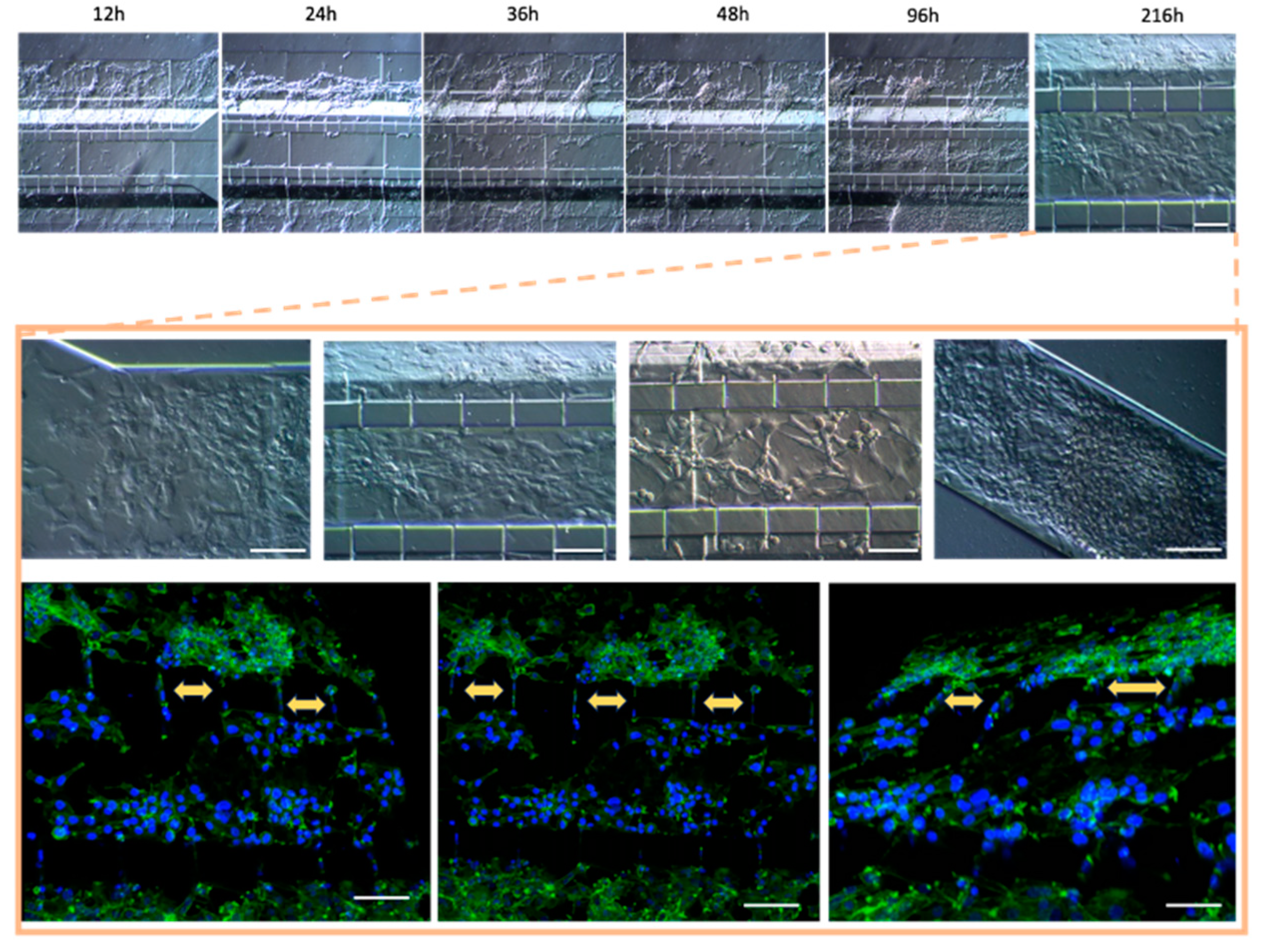 Preprints 95709 g009