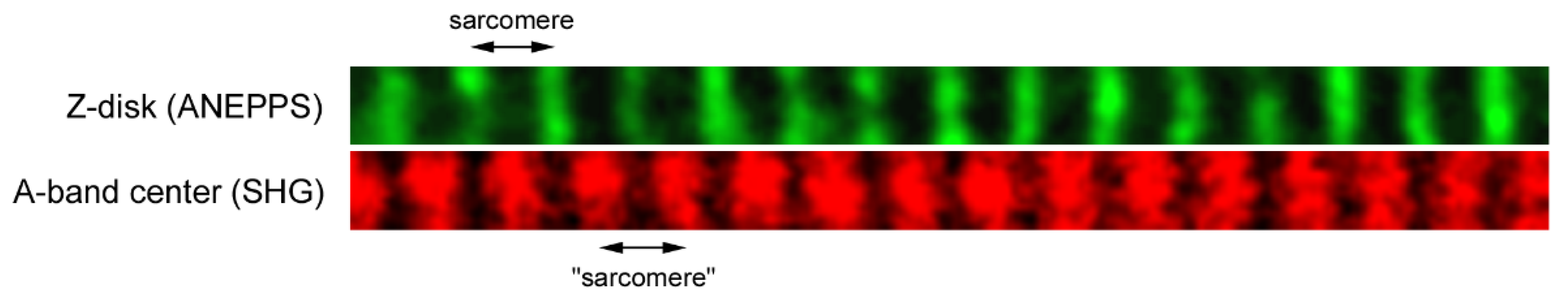 Preprints 112315 g001