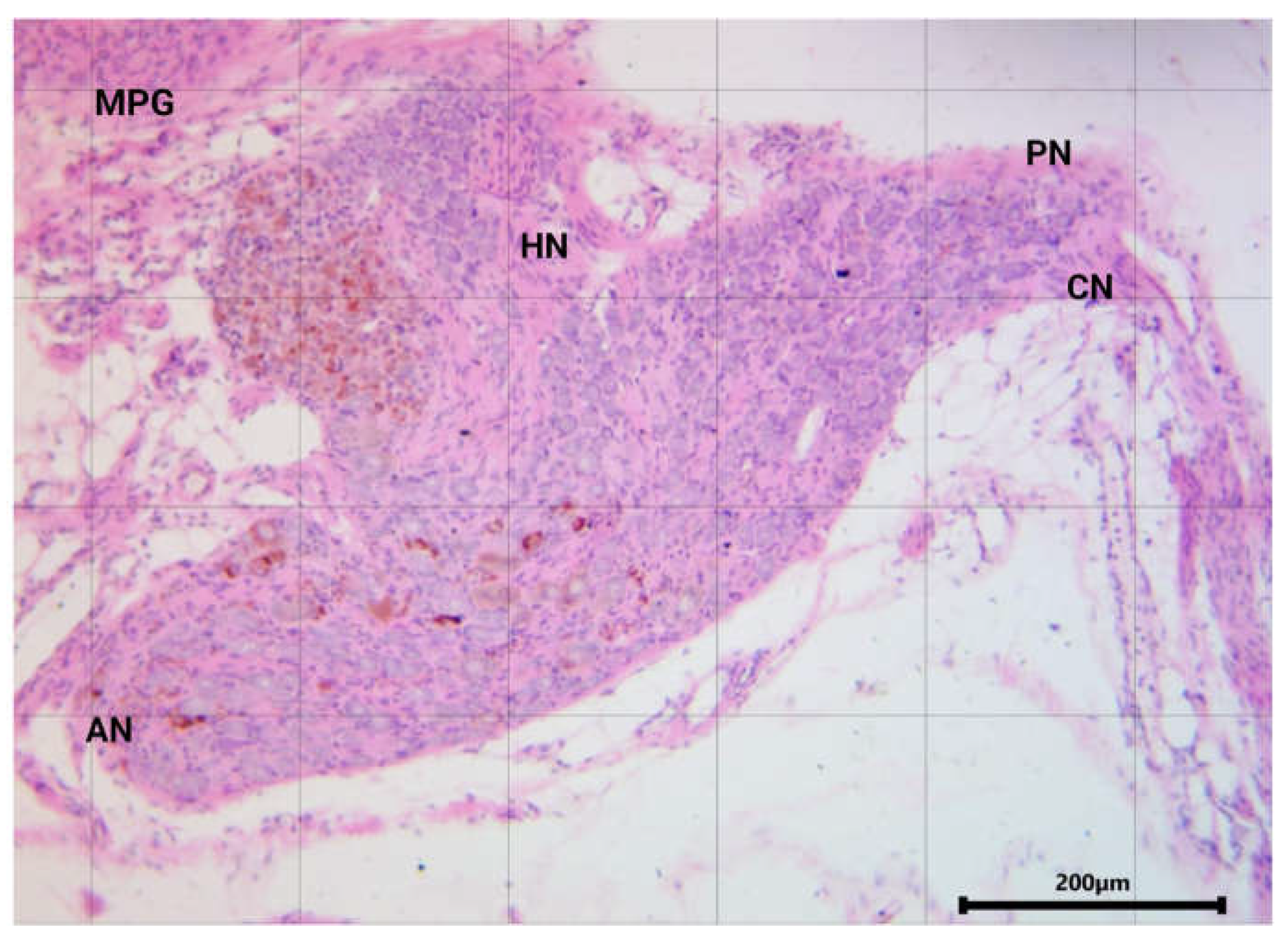 Preprints 114894 g002