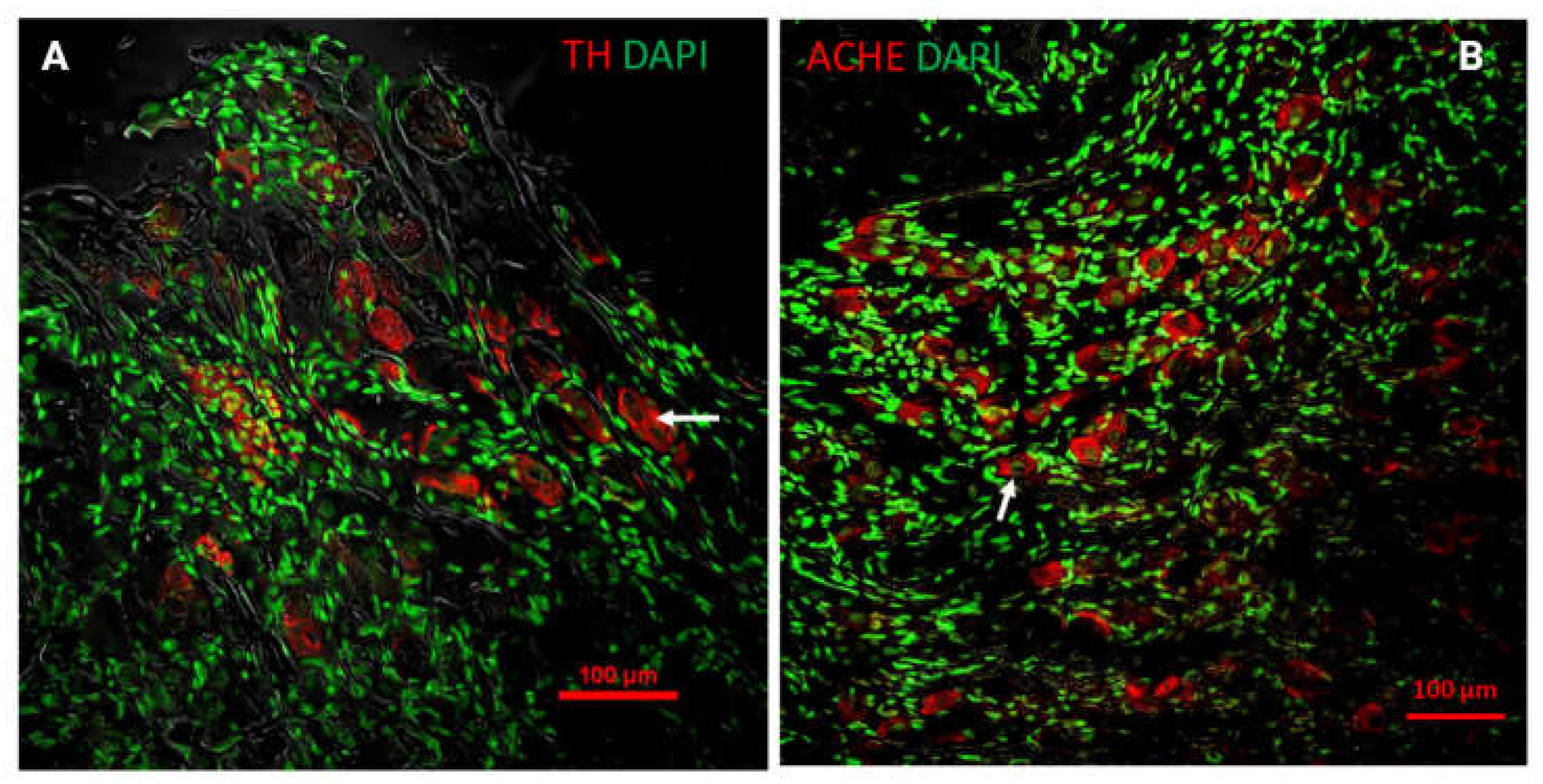 Preprints 114894 g003