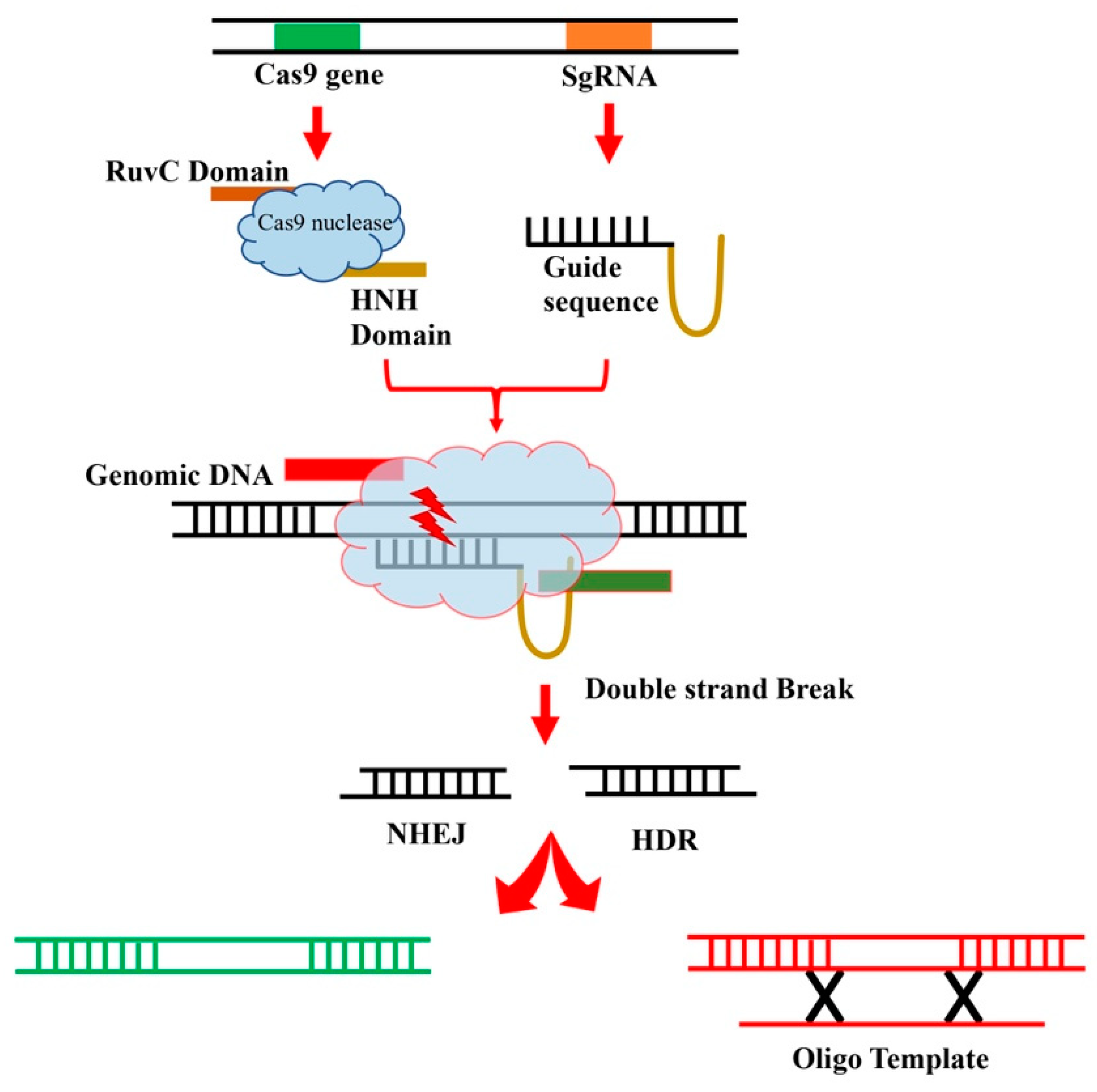 Preprints 86370 g001