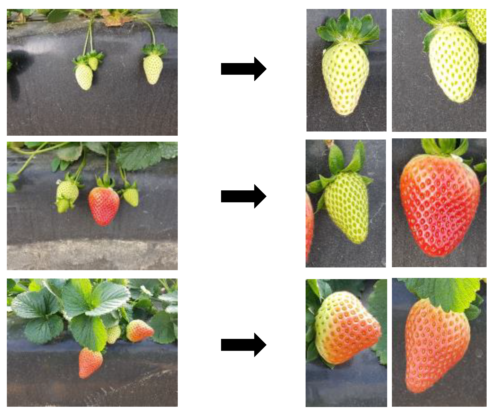 Preprints 105050 g002