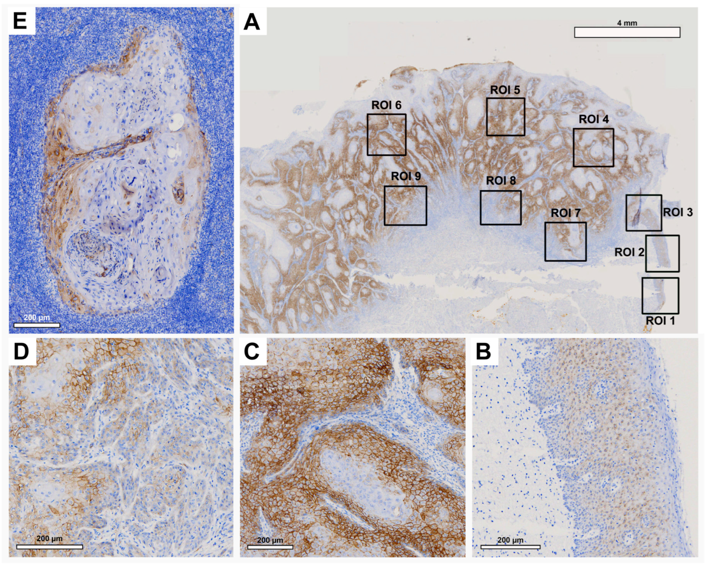 Preprints 84185 g002