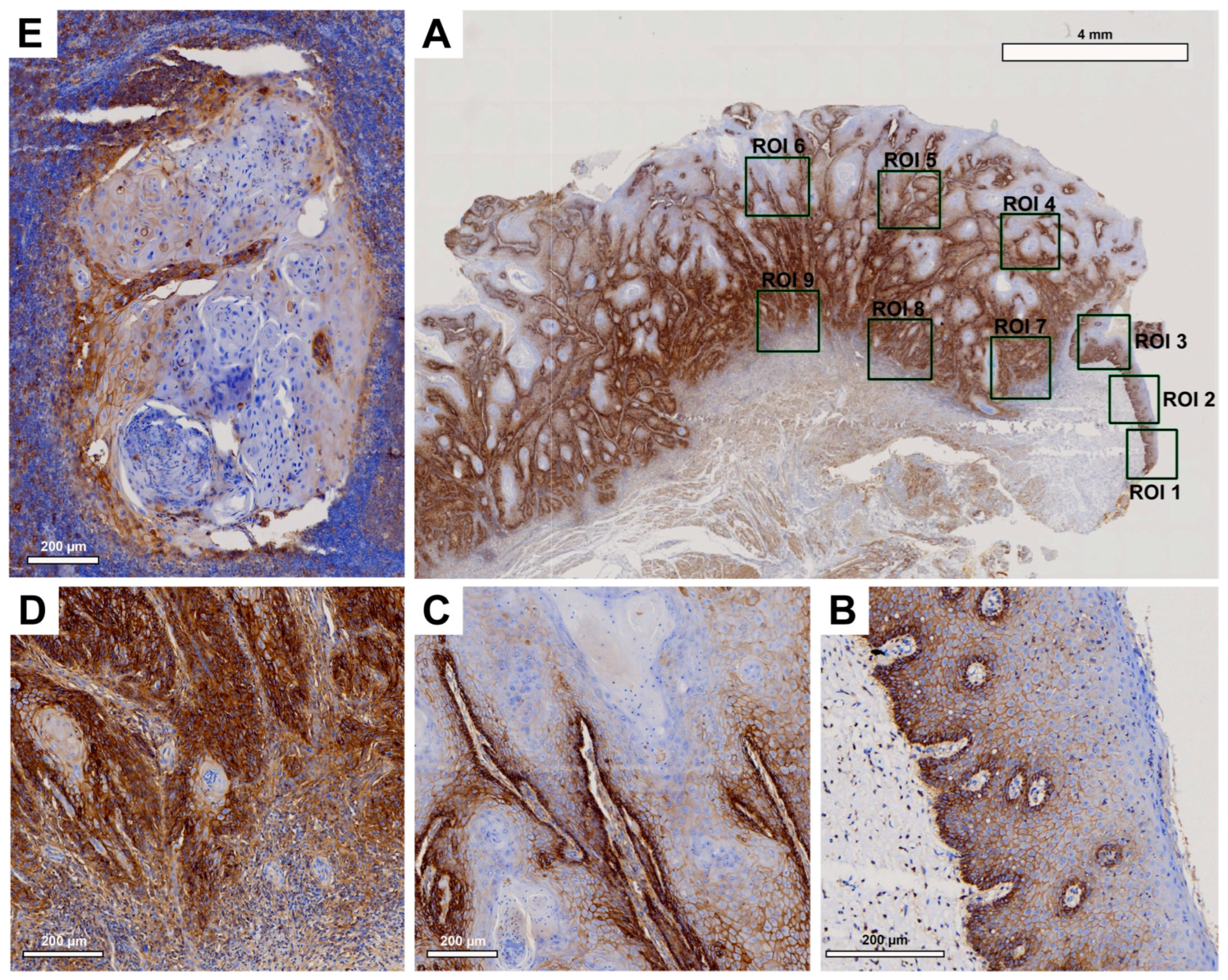 Preprints 84185 g003