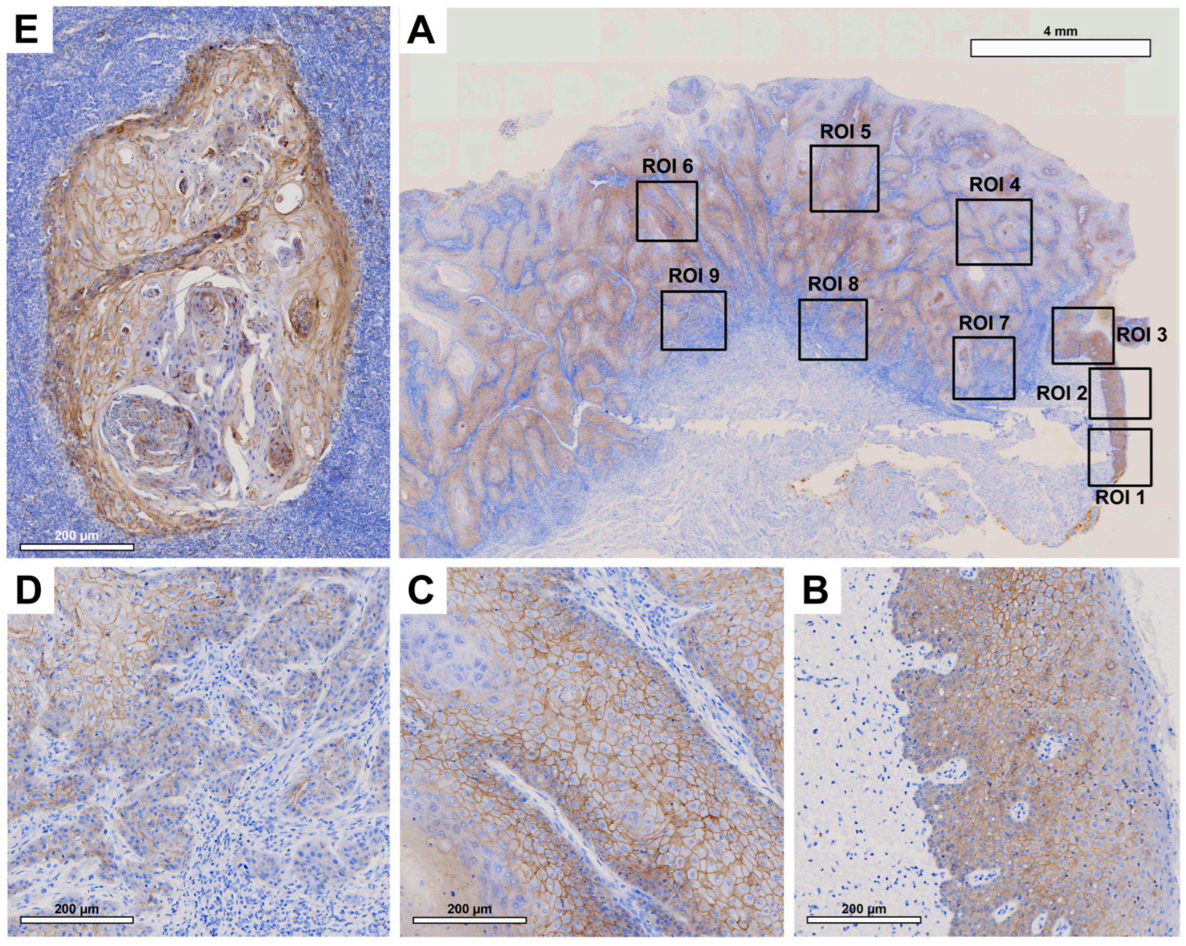 Preprints 84185 g004