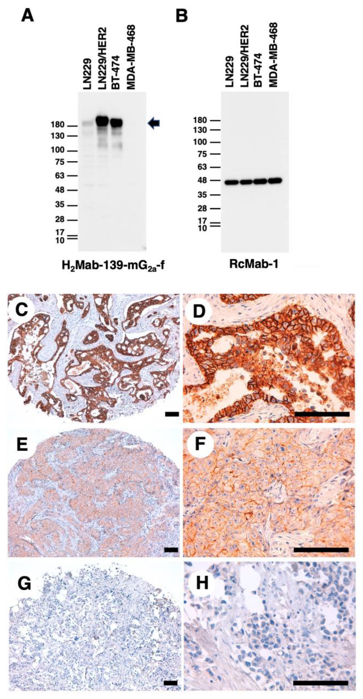 Preprints 78482 g002