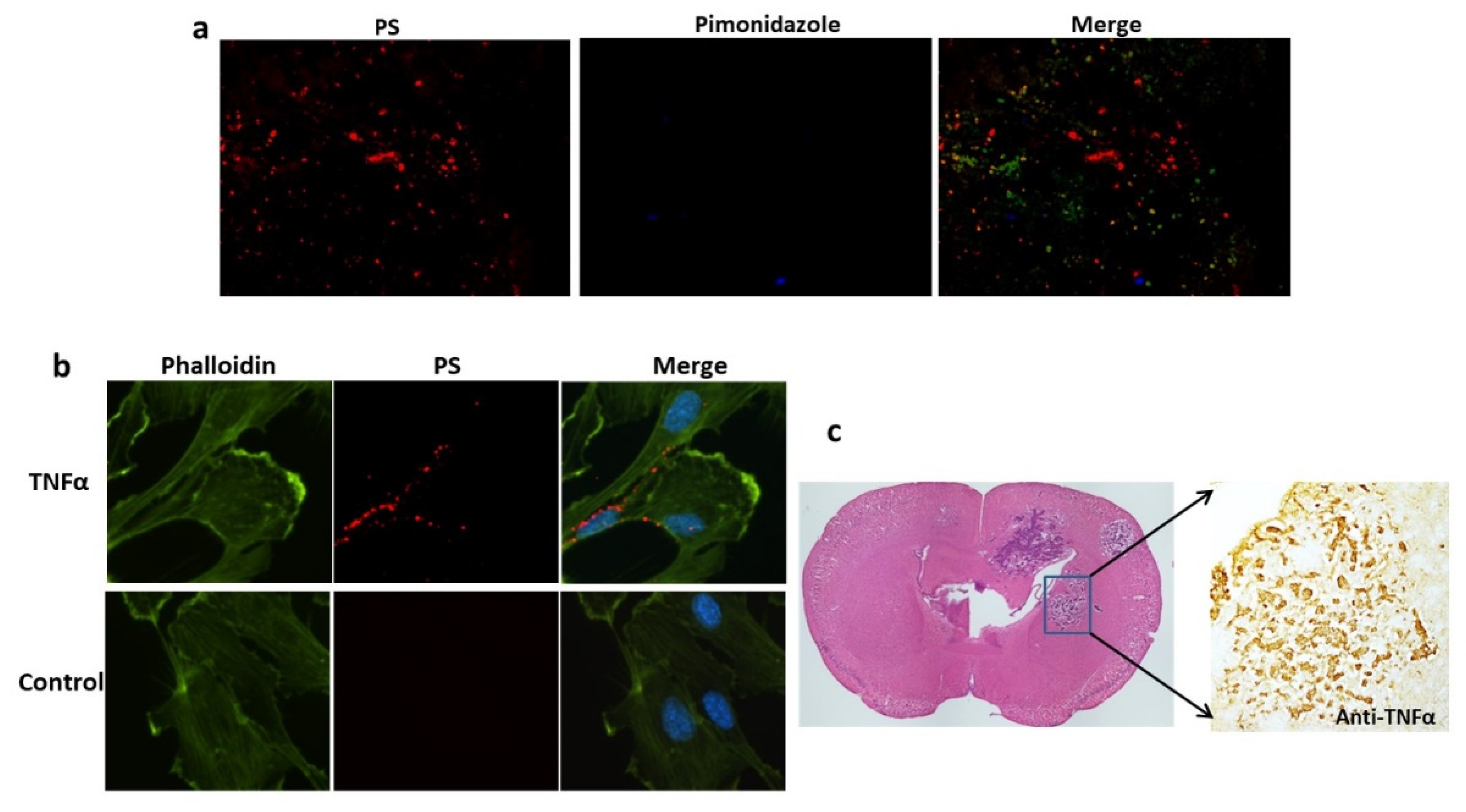 Preprints 115283 g004