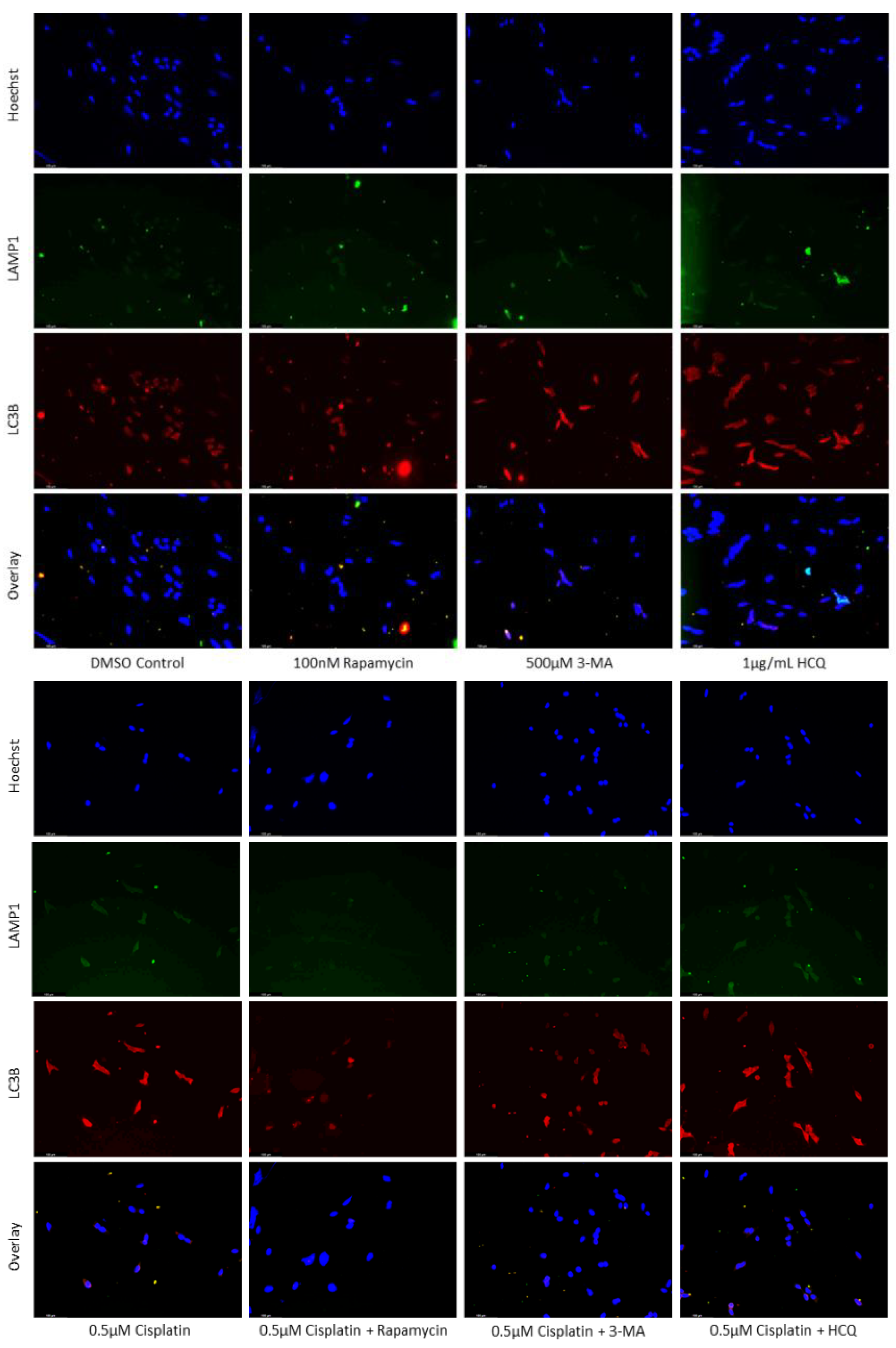 Preprints 76119 g003a