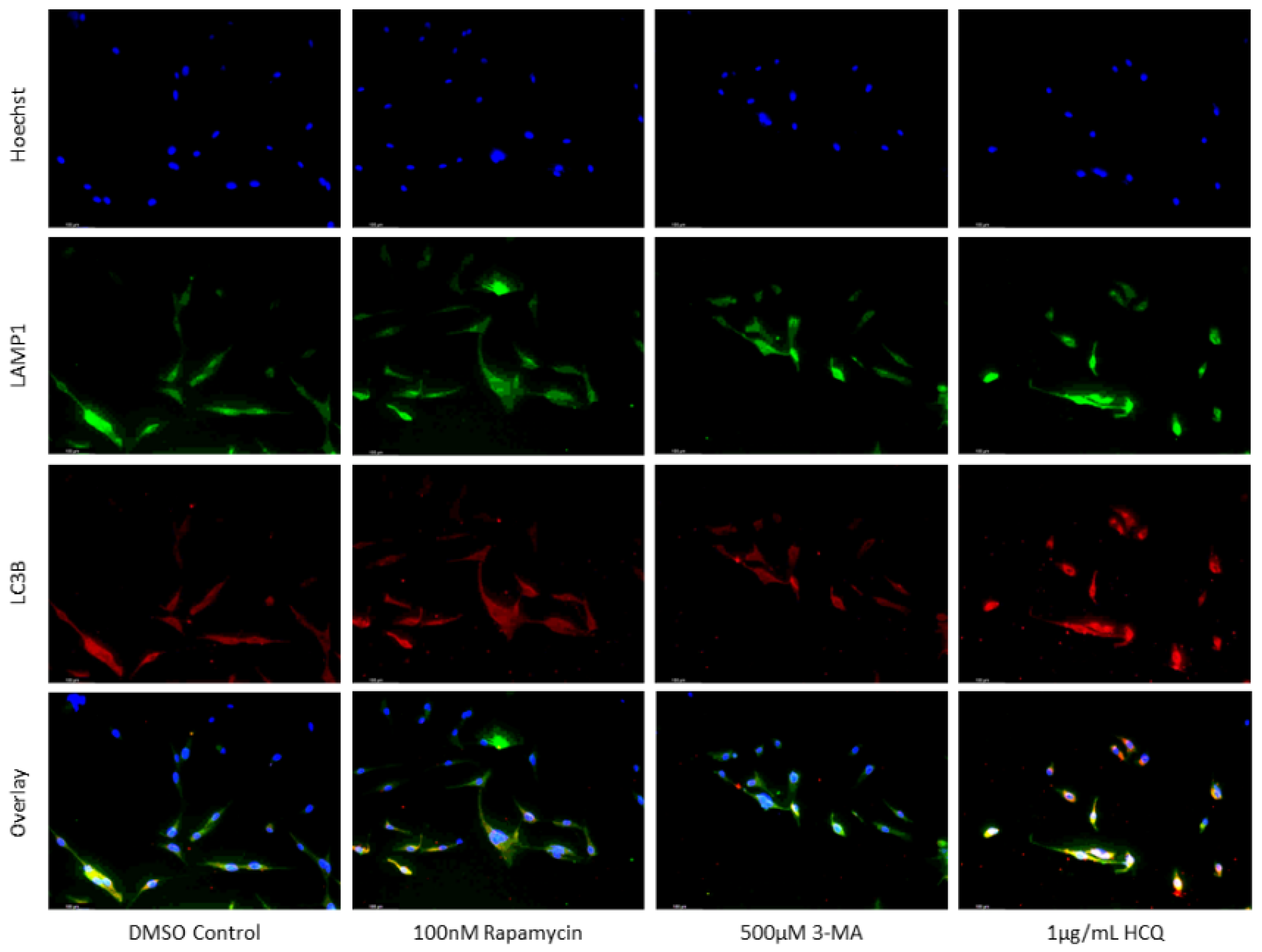 Preprints 76119 g005a