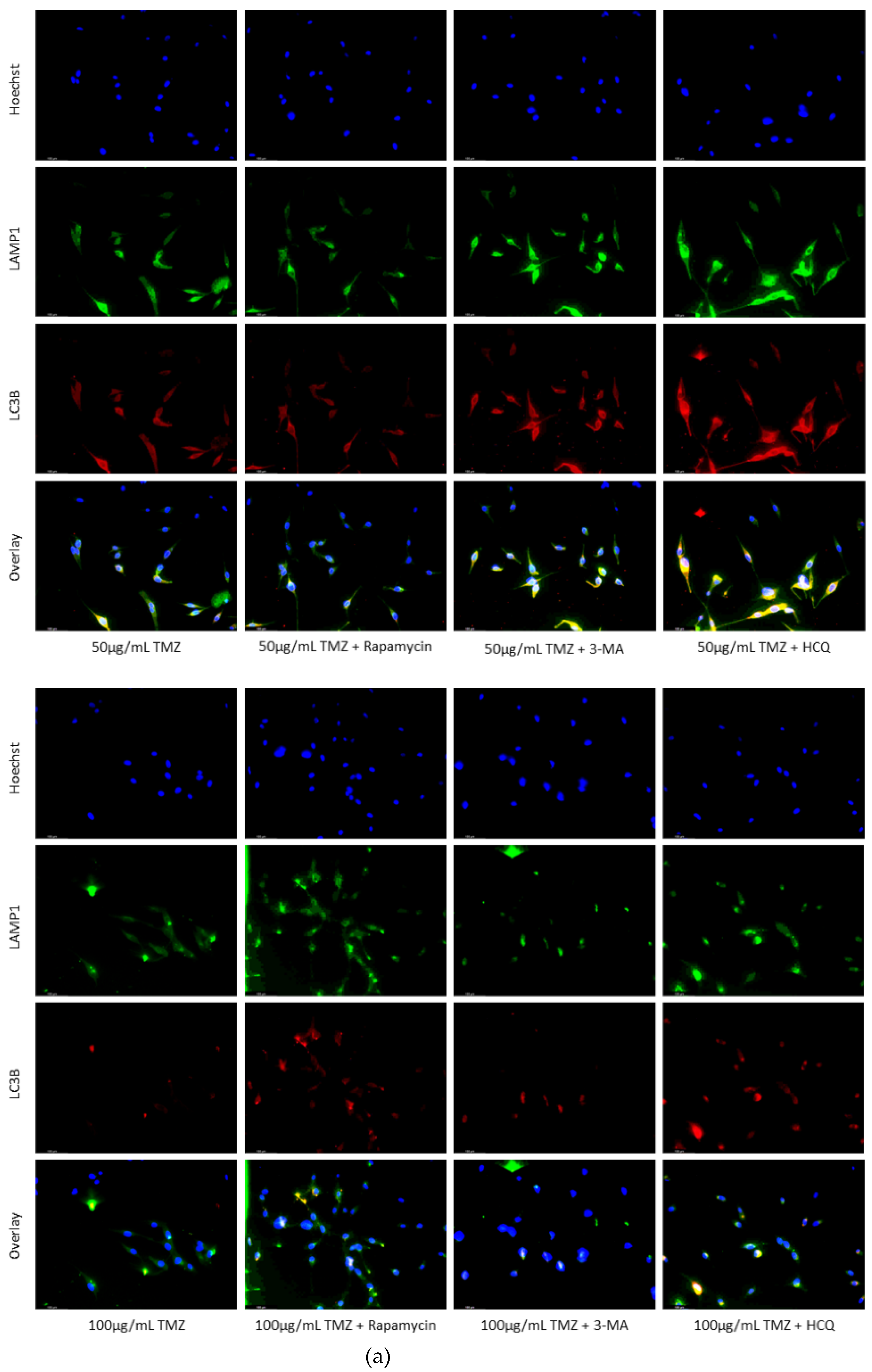 Preprints 76119 g005b