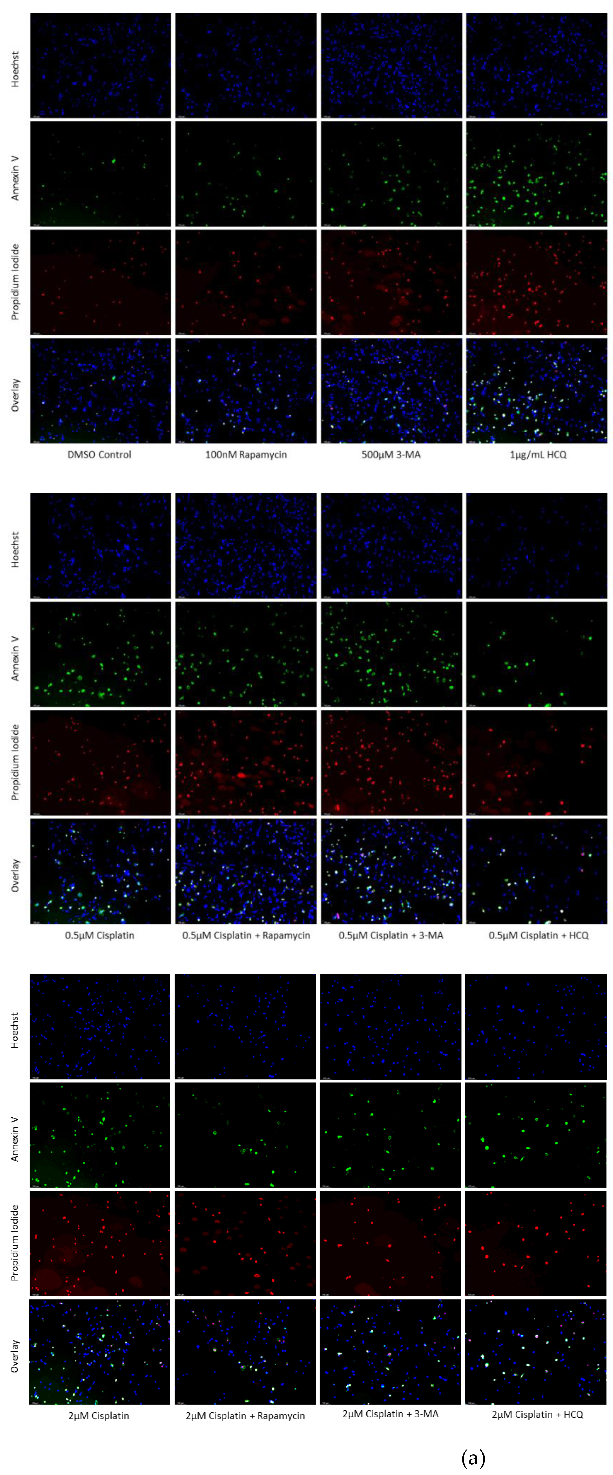 Preprints 76119 g006a