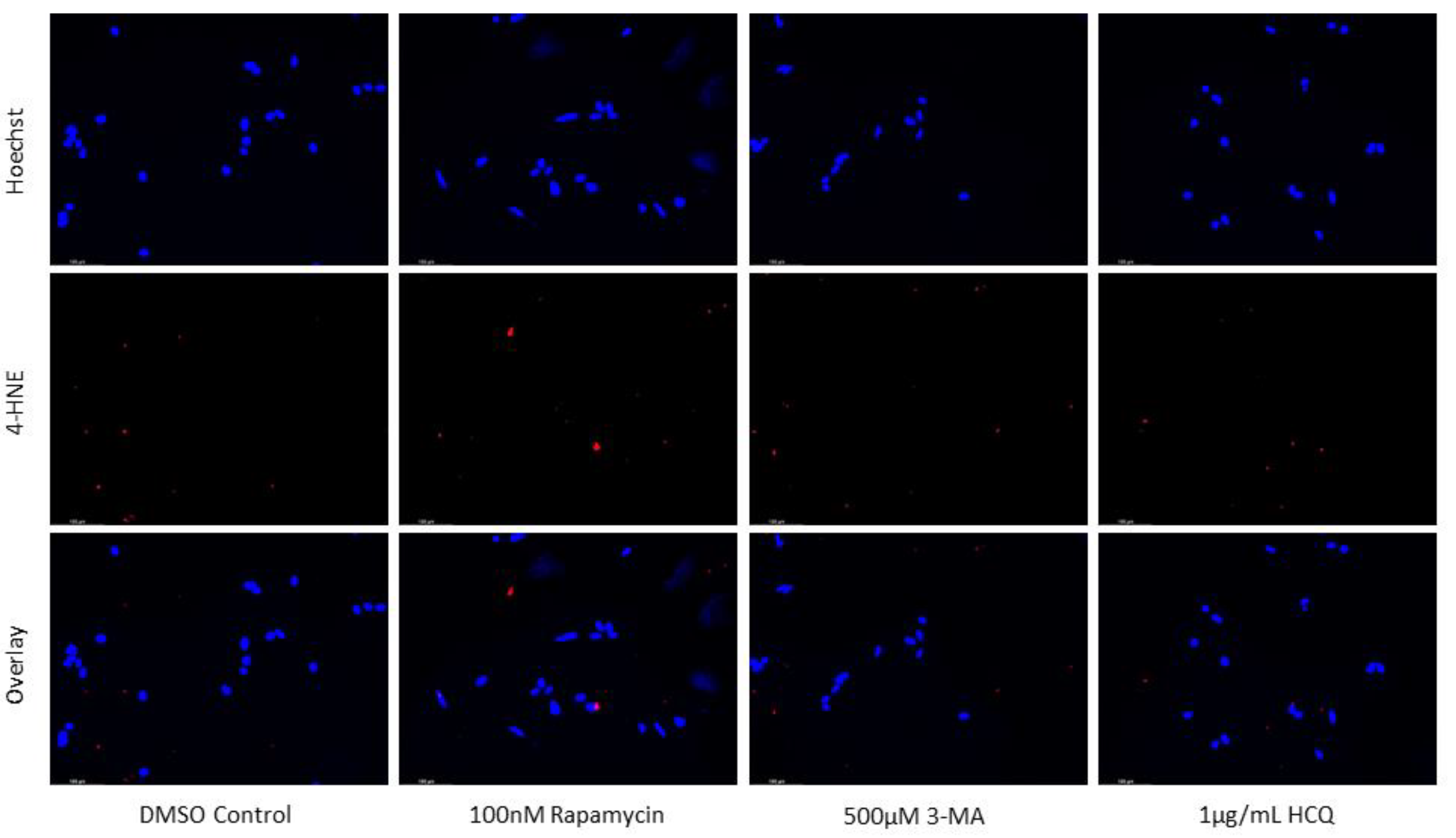 Preprints 76119 g010a