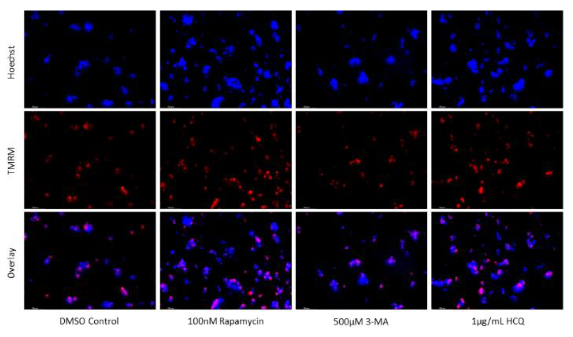 Preprints 76119 g012a