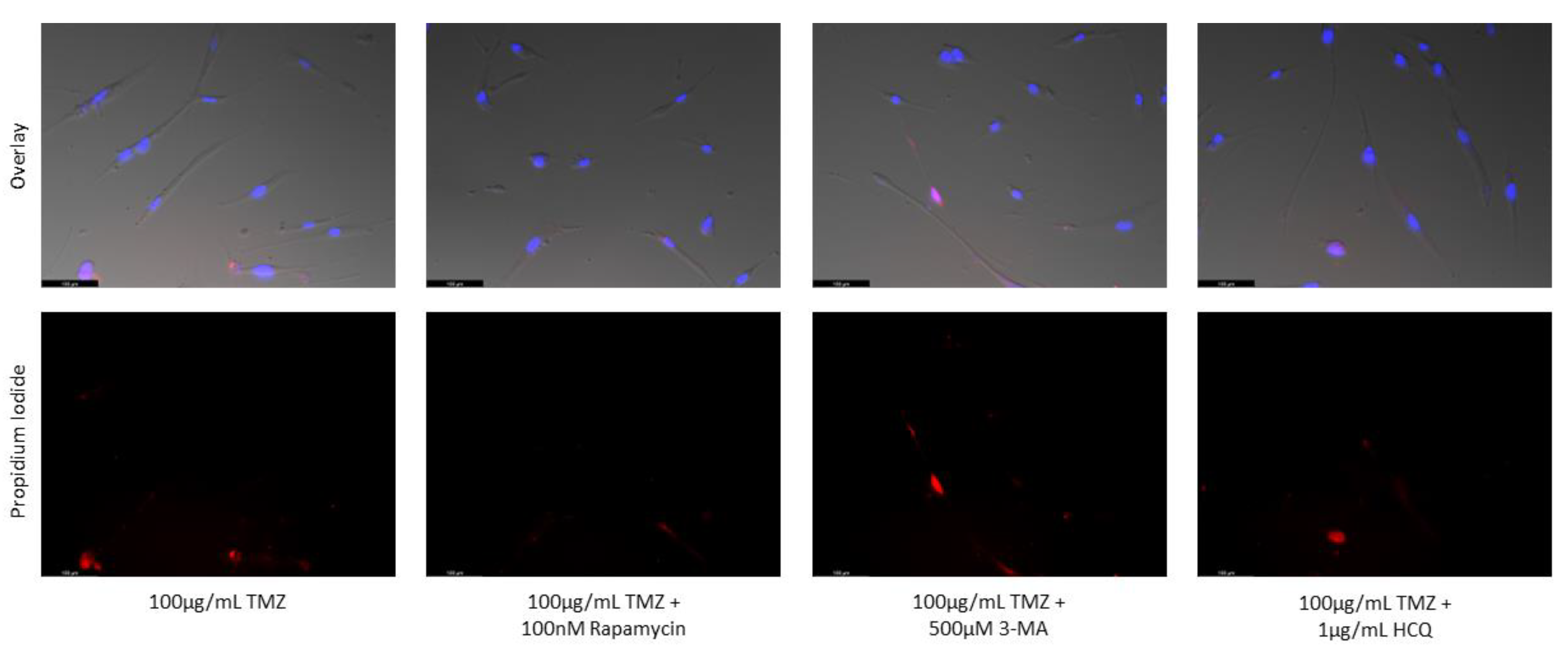 Preprints 76119 g016b