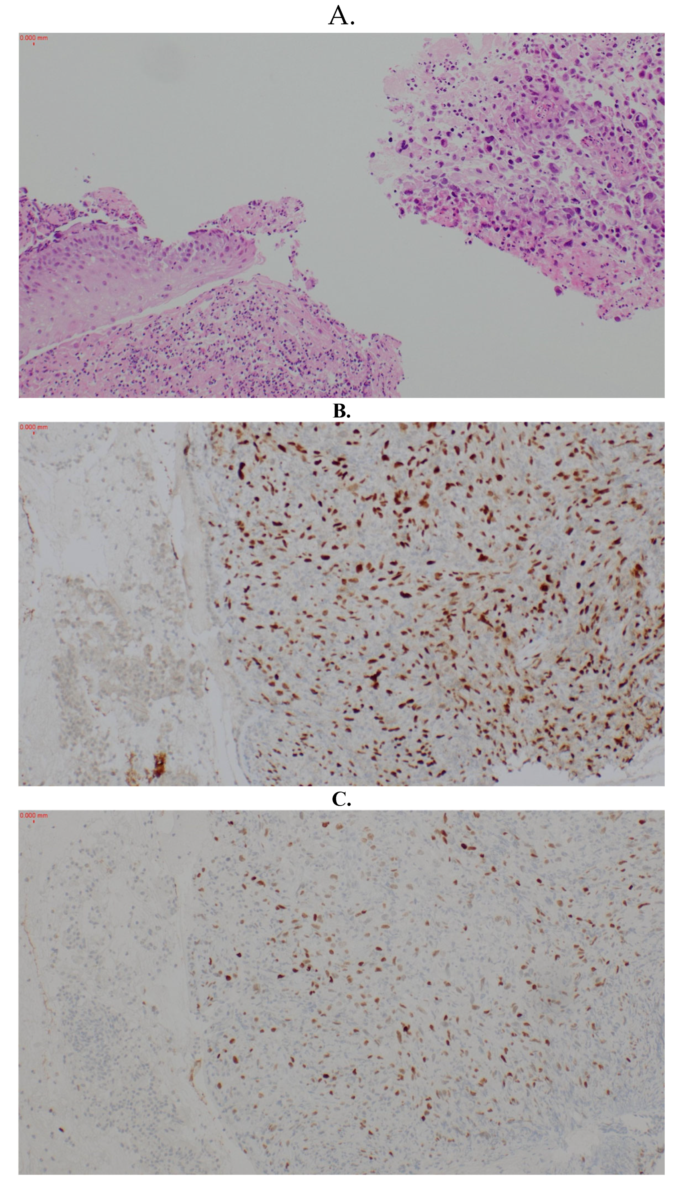 Preprints 120210 g002a