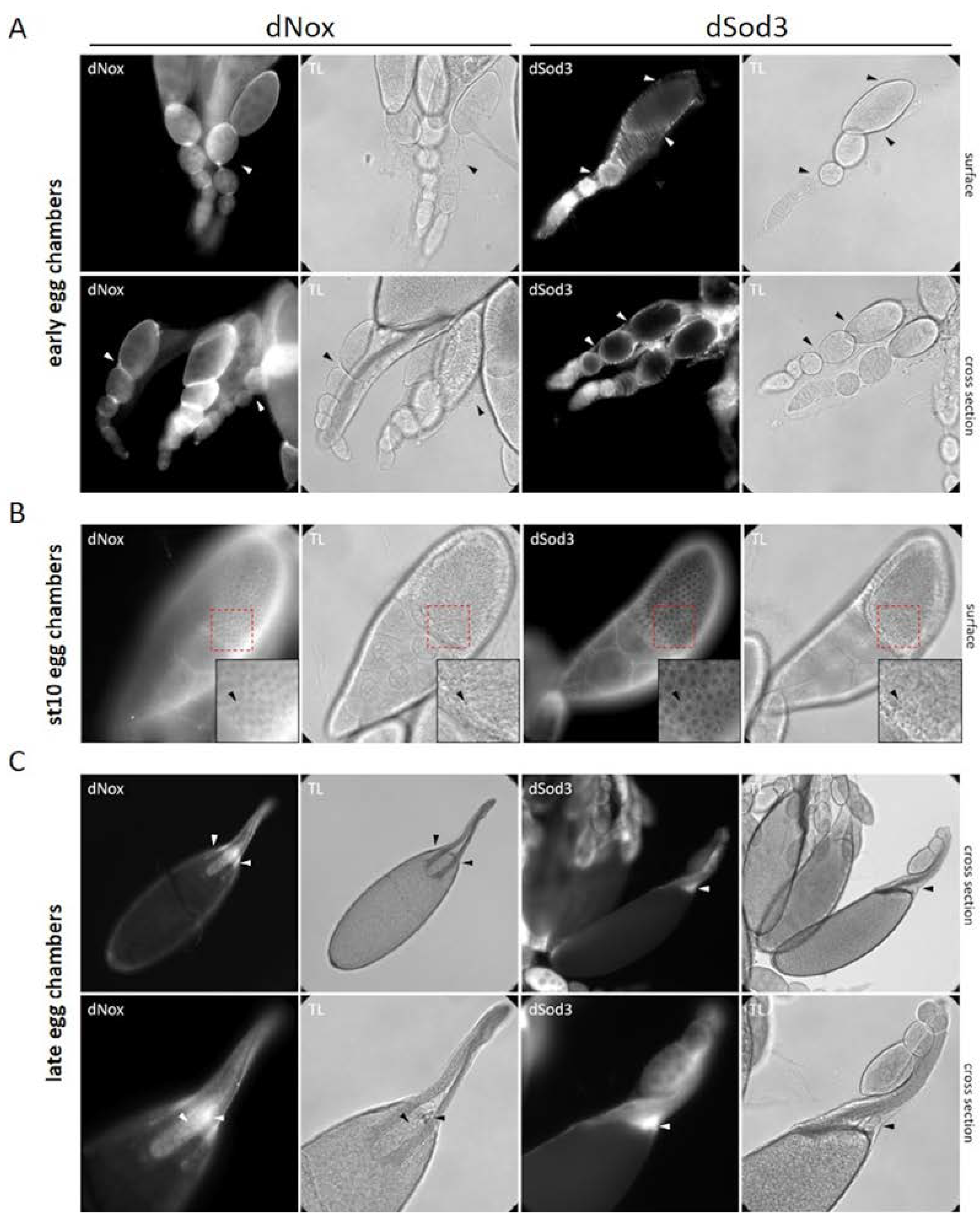 Preprints 104652 g002