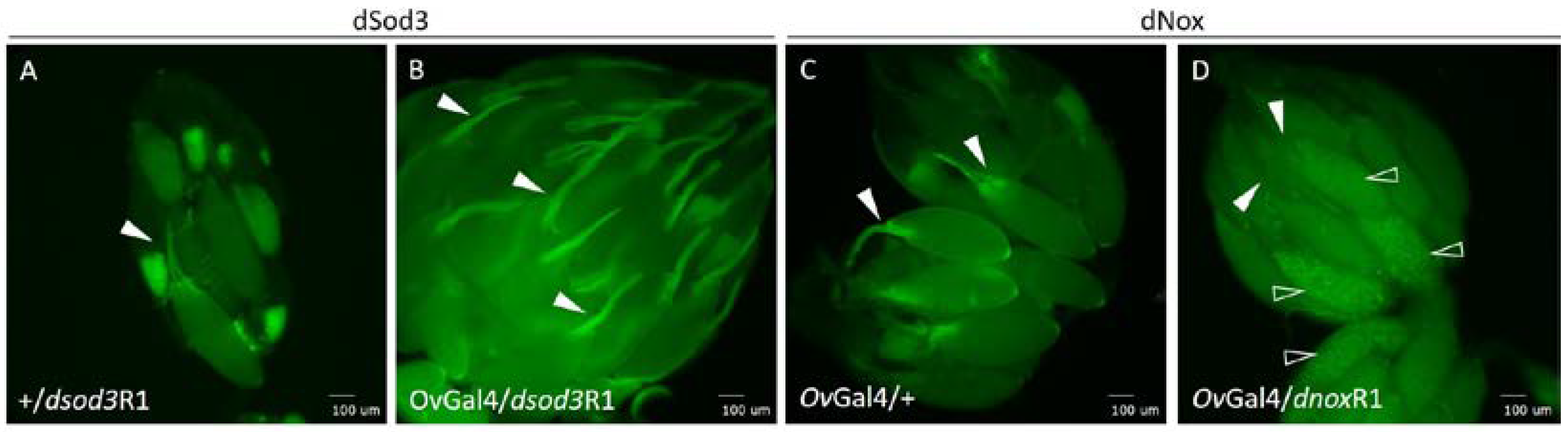 Preprints 104652 g006