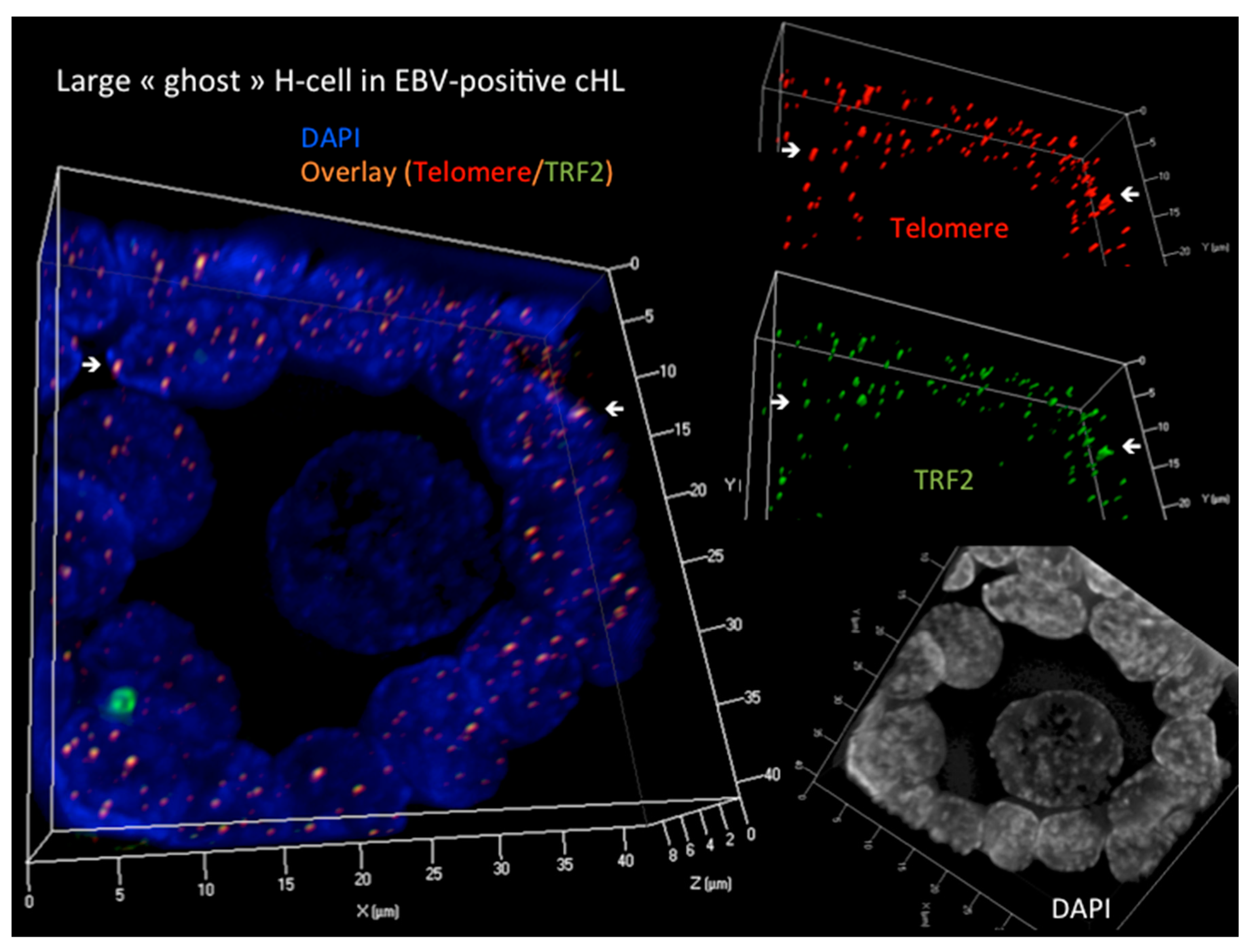 Preprints 114324 g002